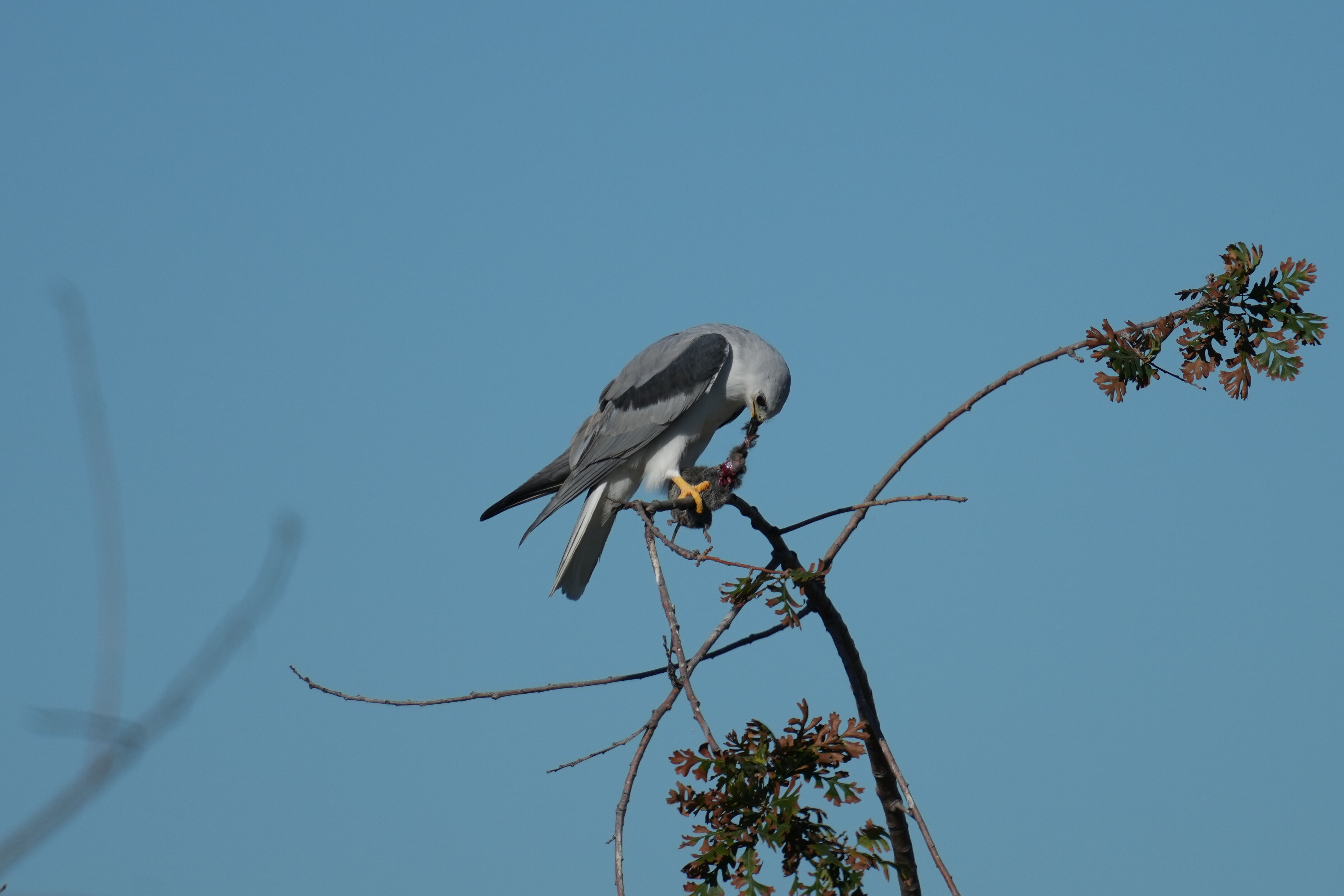 White-Tailed Kite Eating Mouse