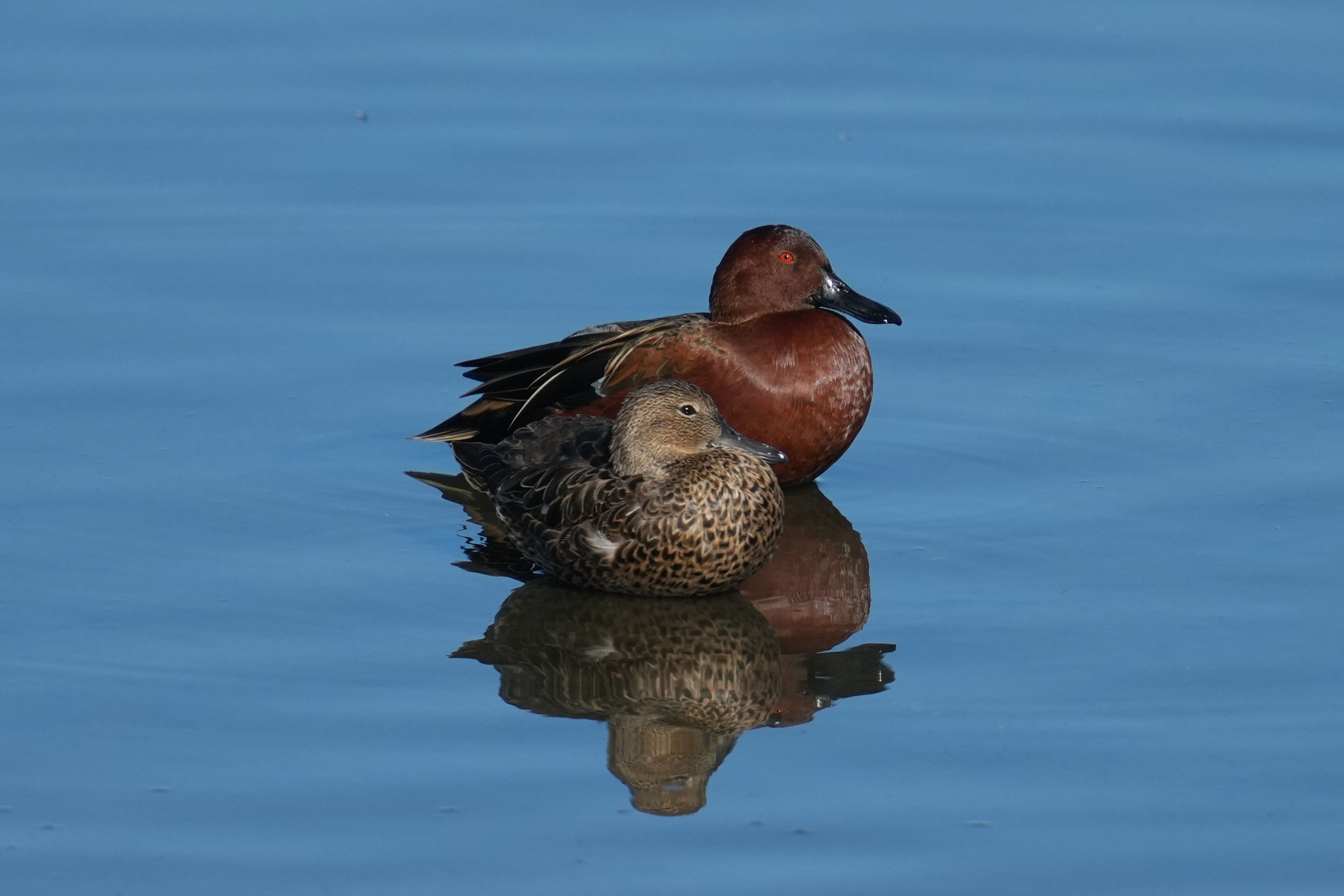 Male and Female Cinnamon Teal