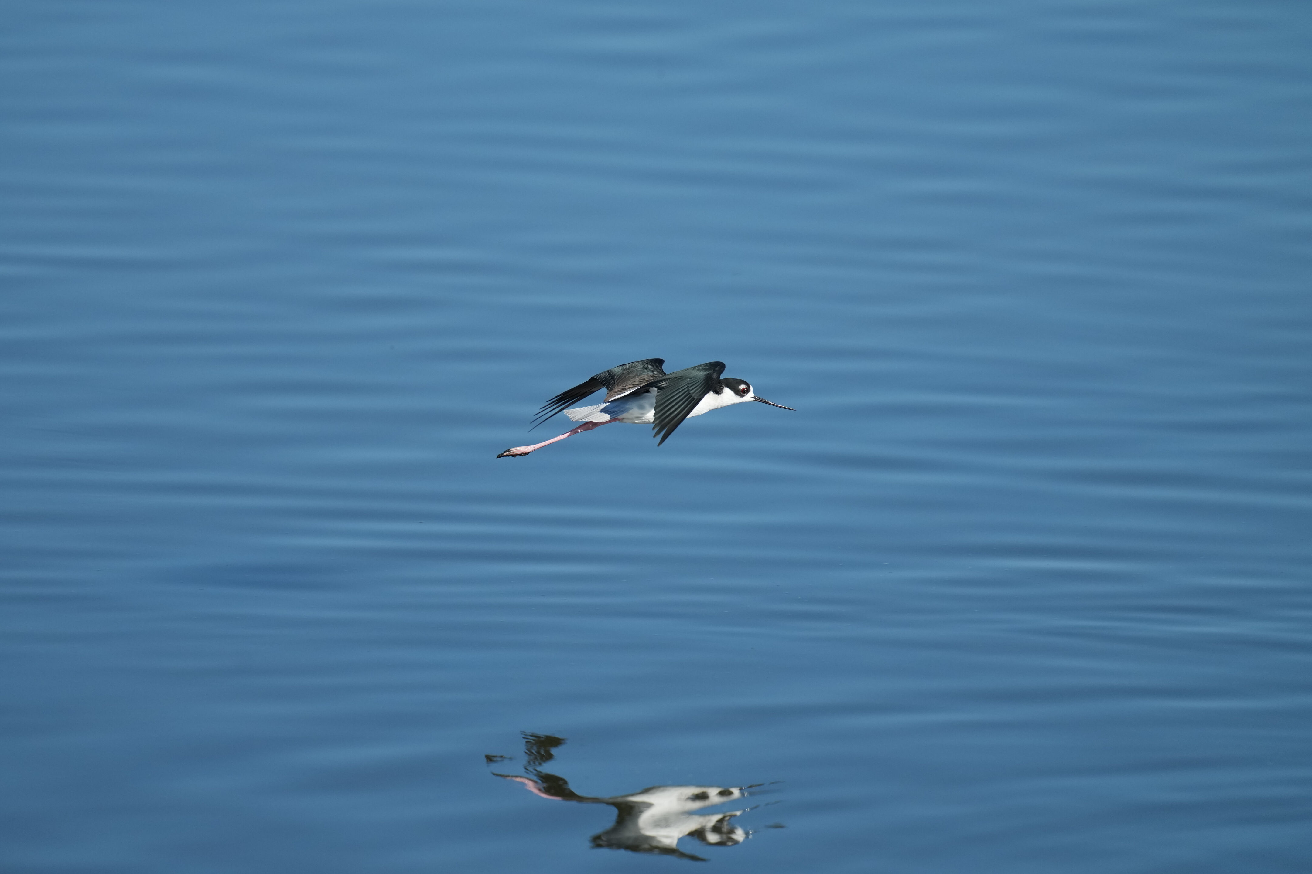 Black-Necked Stilt