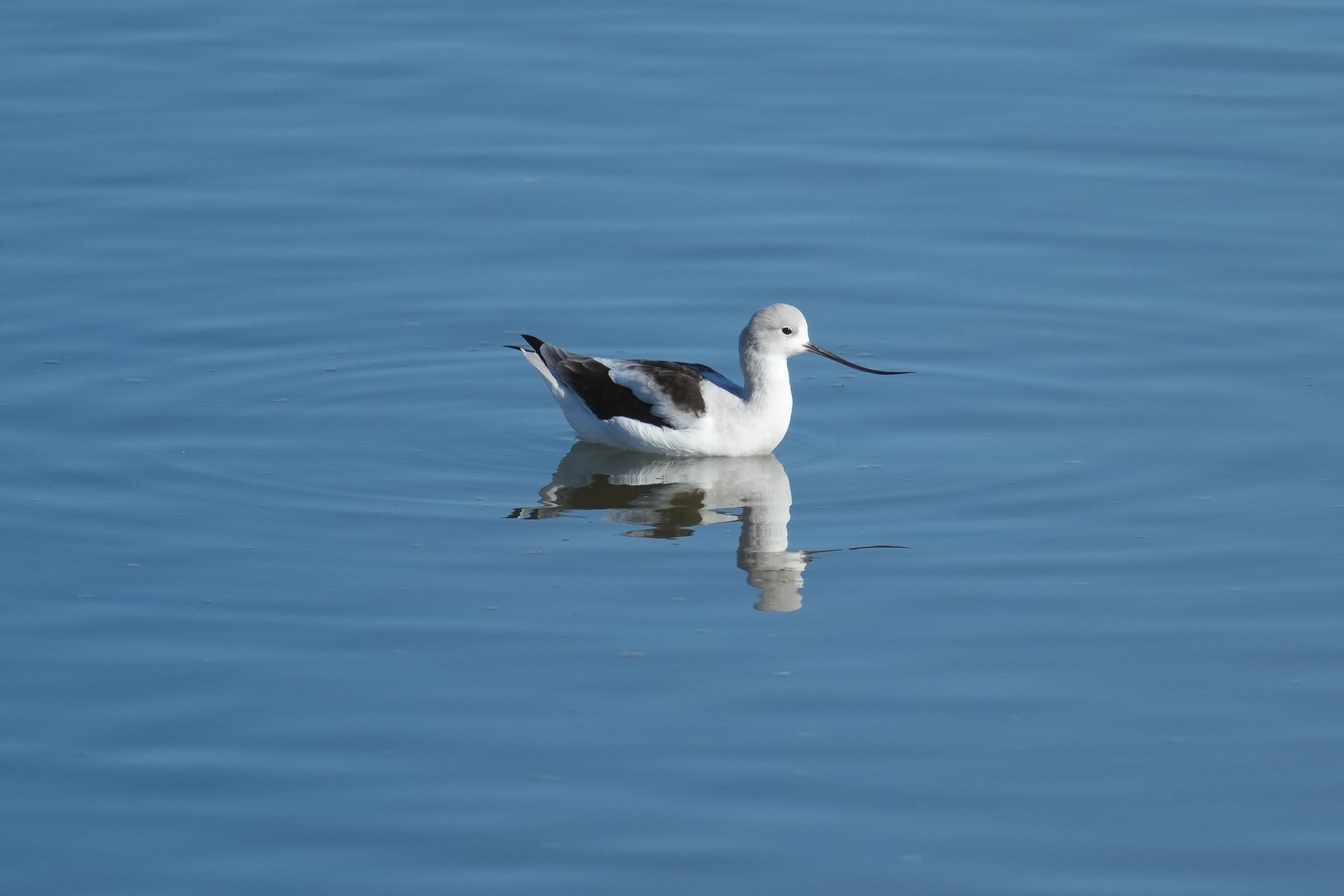American Avocet