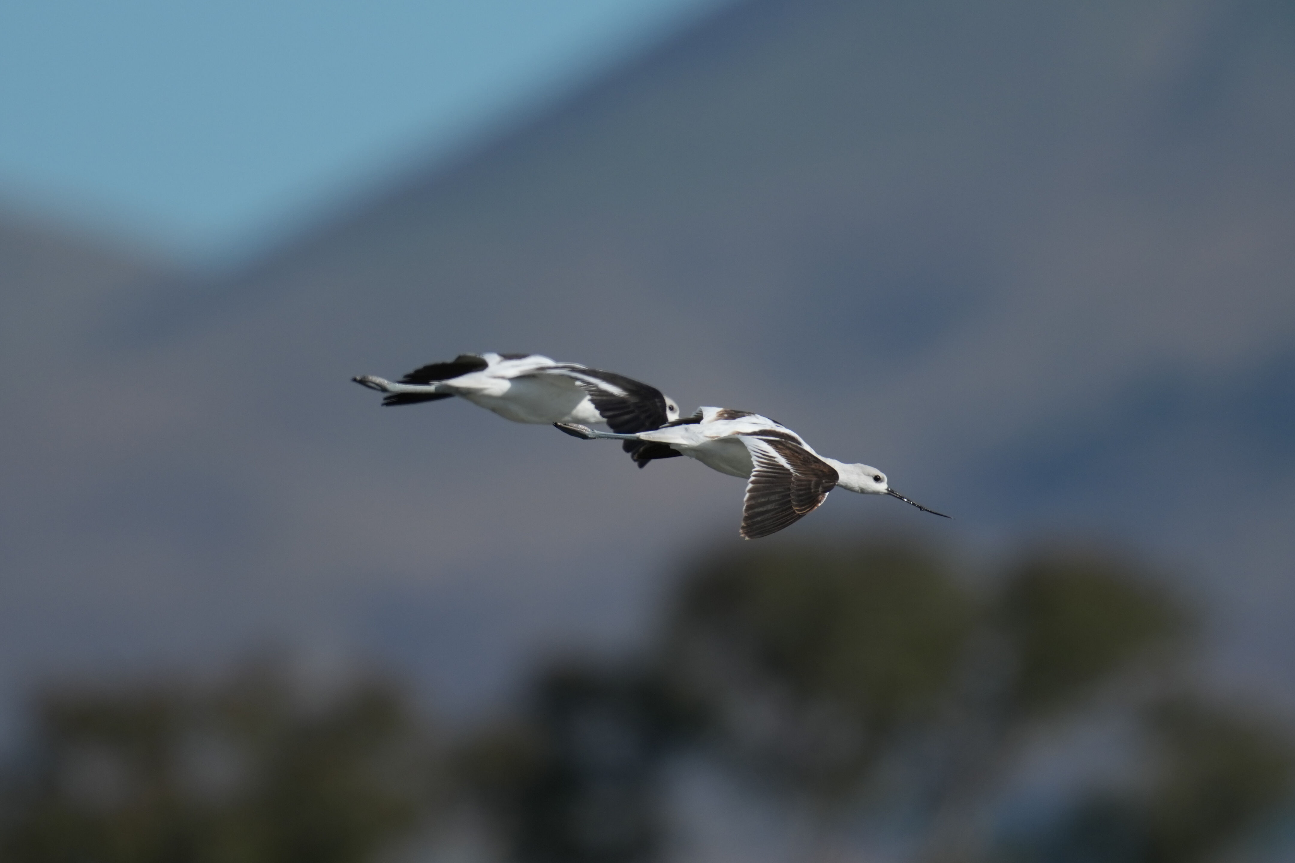 American Avocet