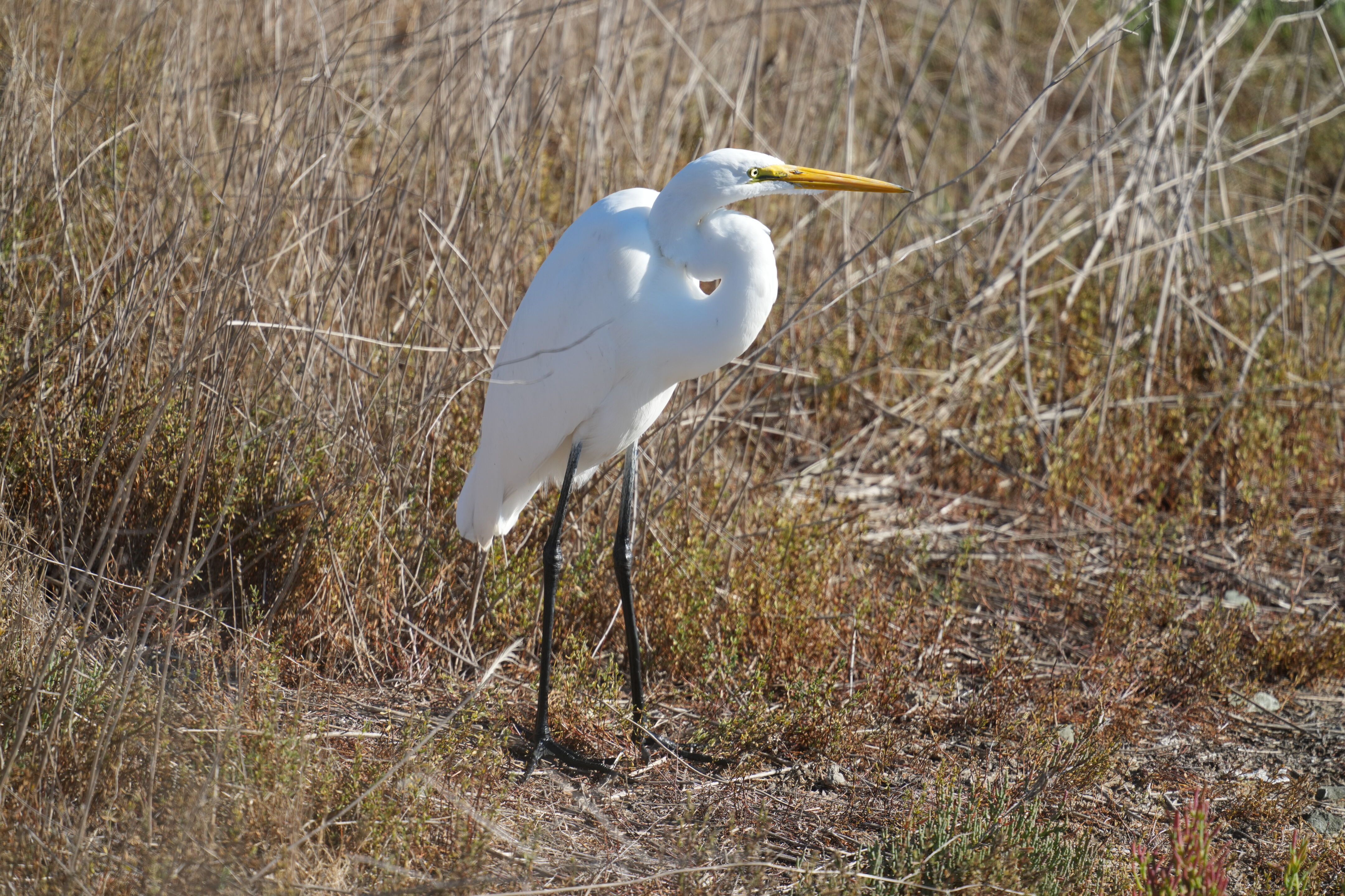 Great Egret