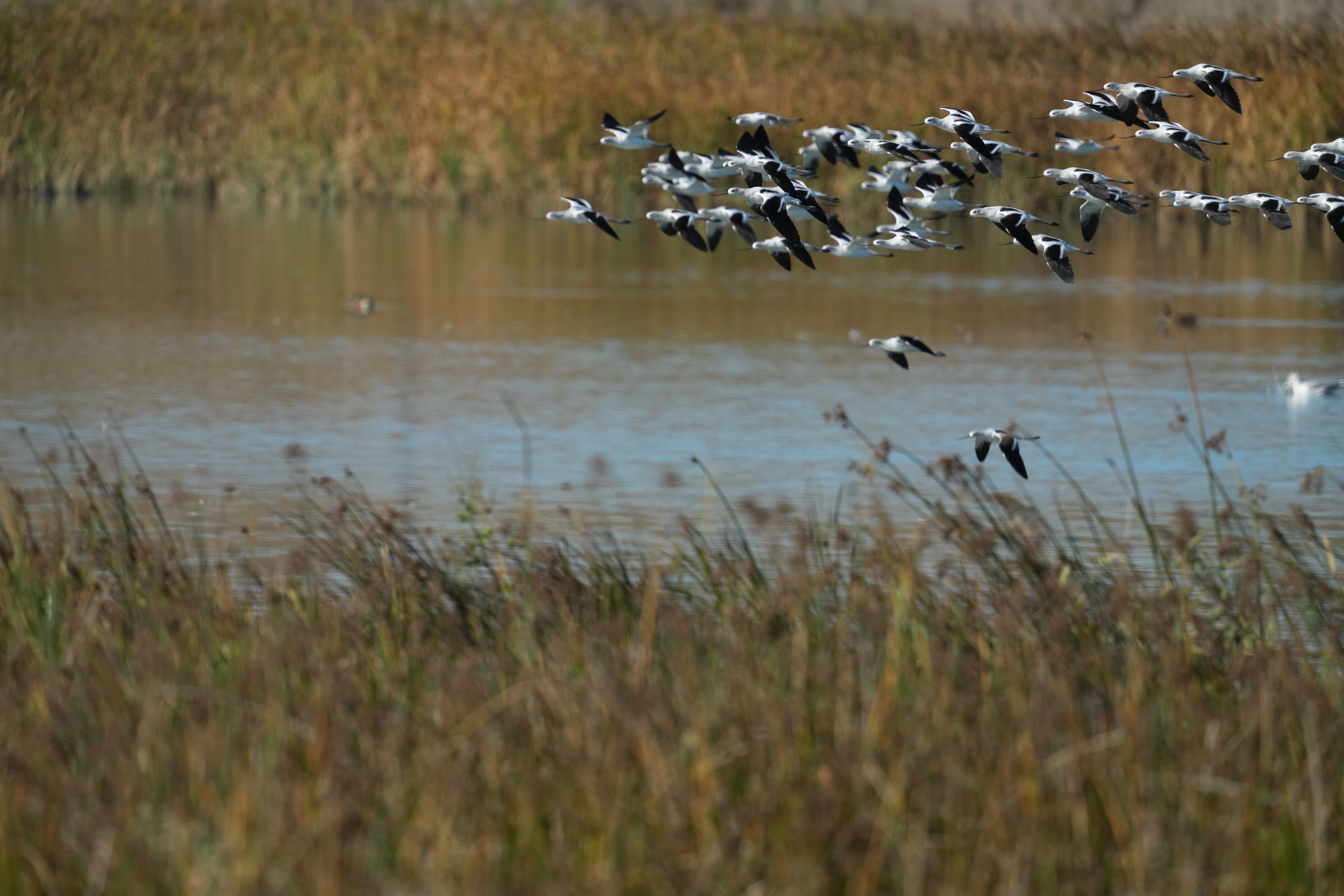 American Avocet