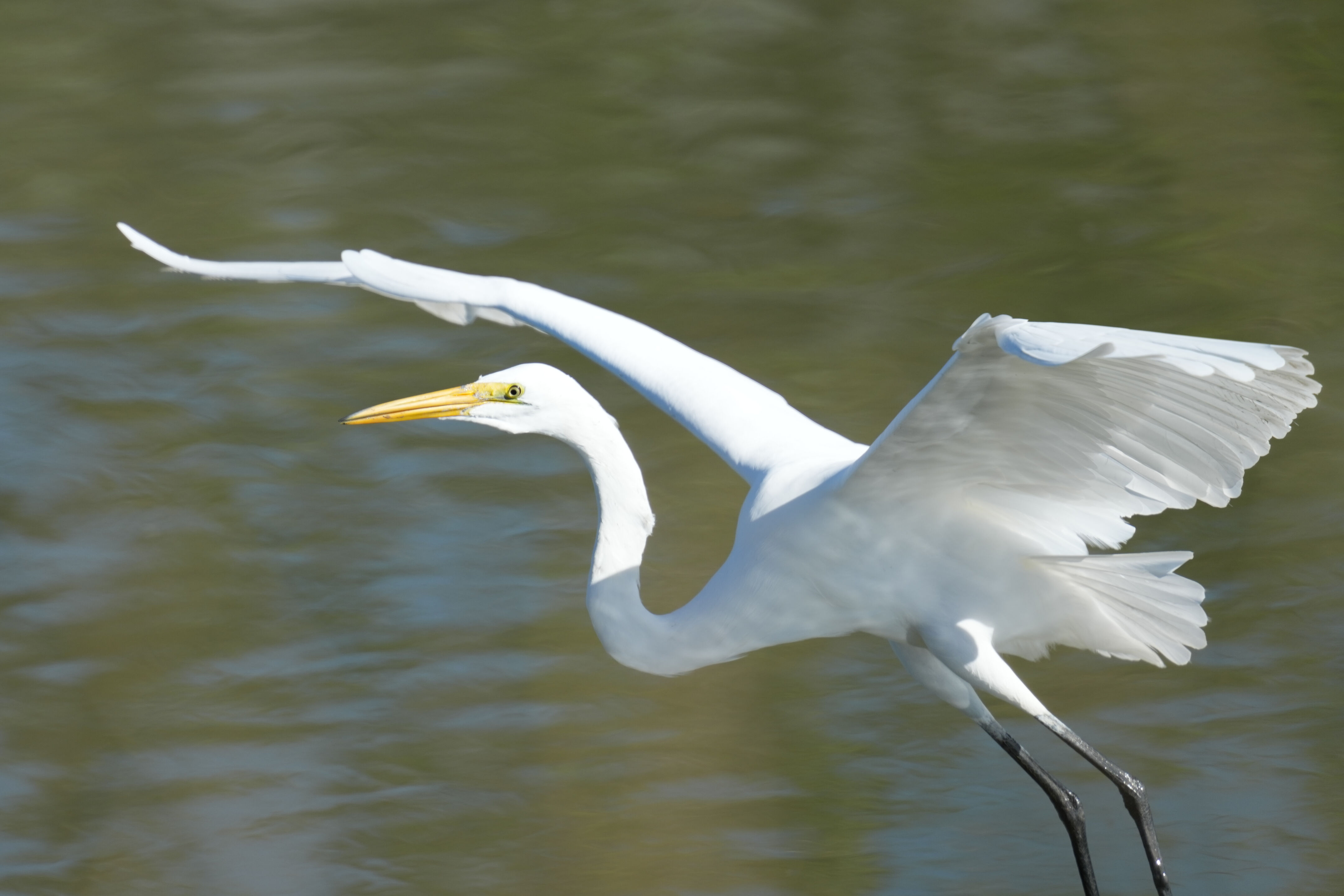 Great Egret