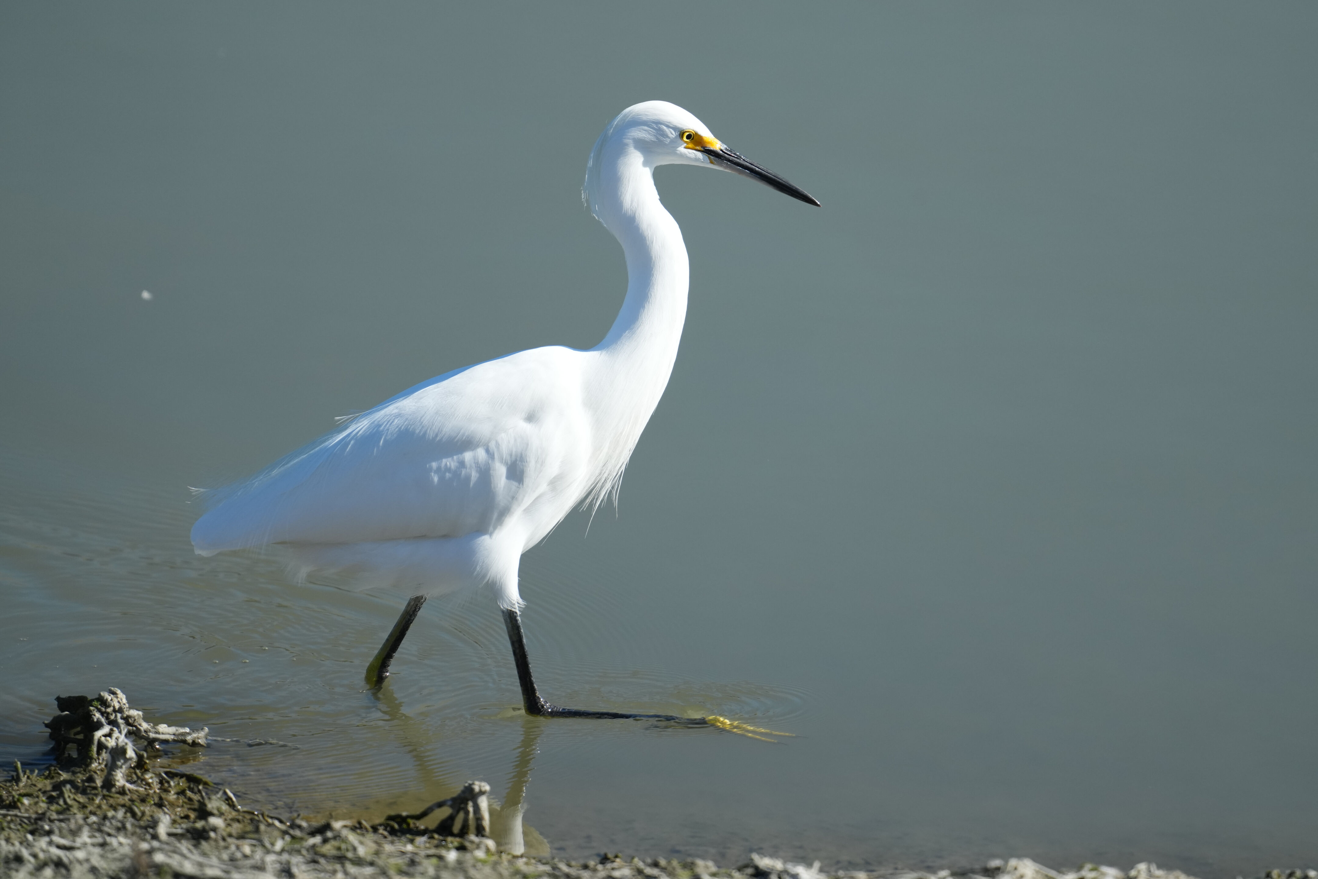 Snowy Egret