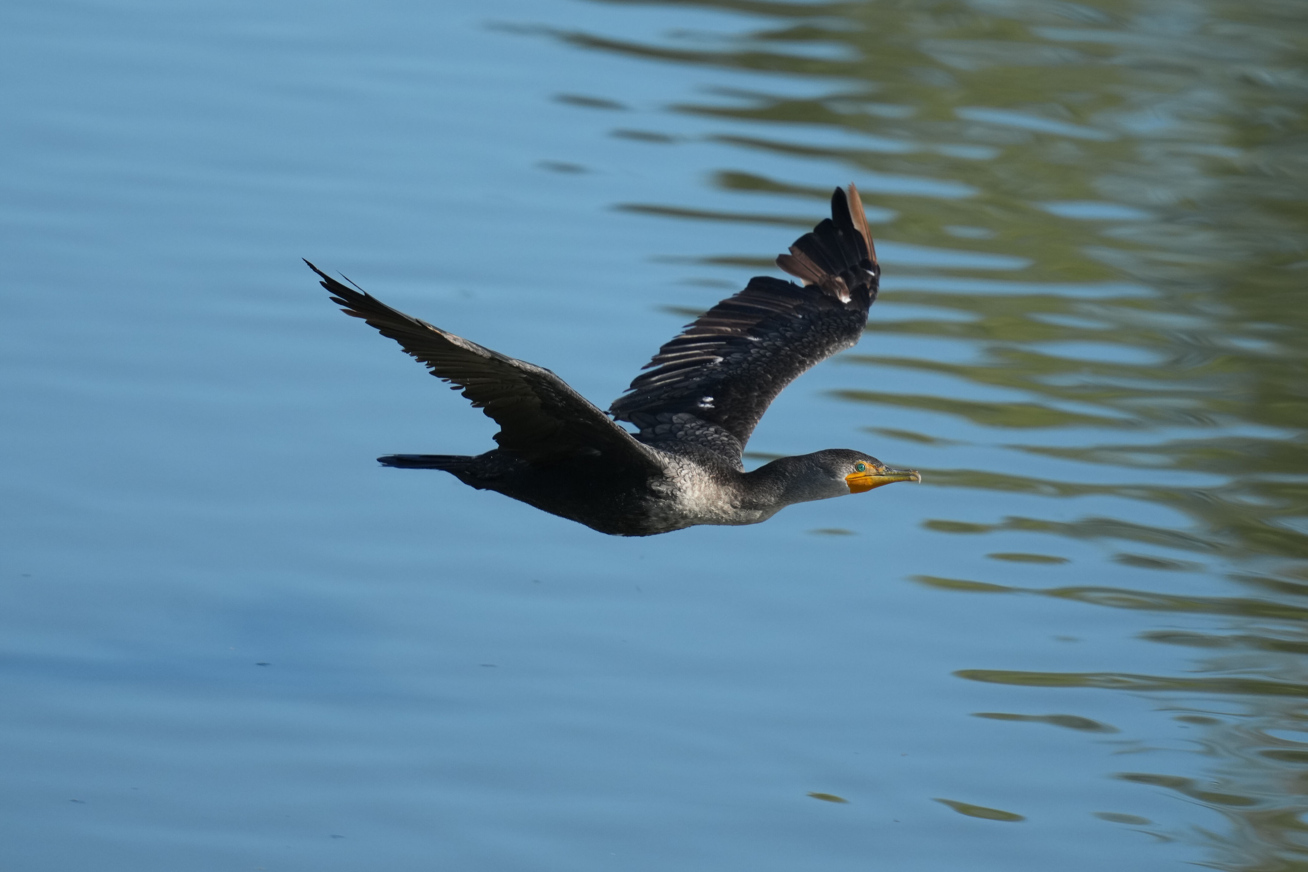 Double-Crested Cormorant