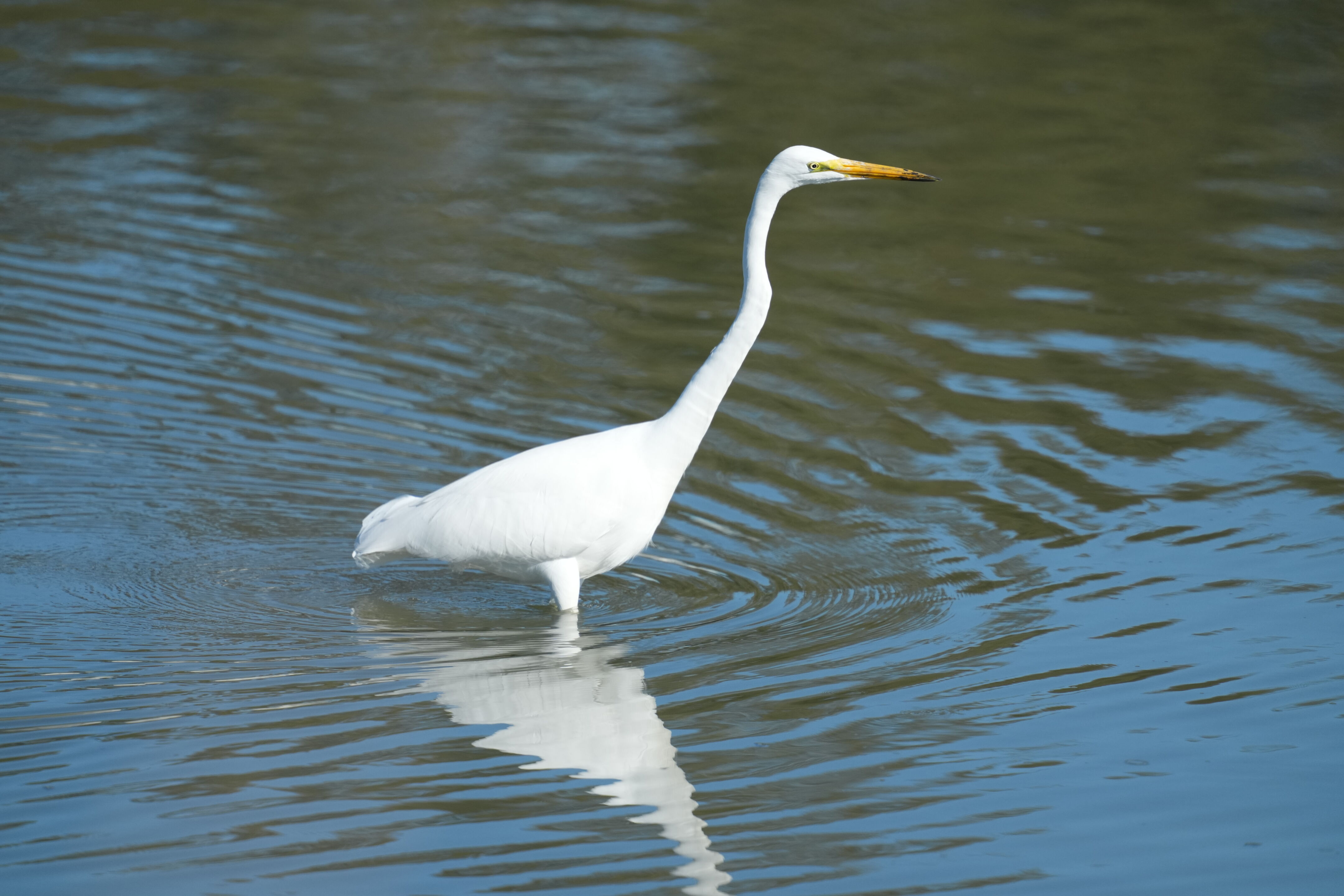 Great Egret