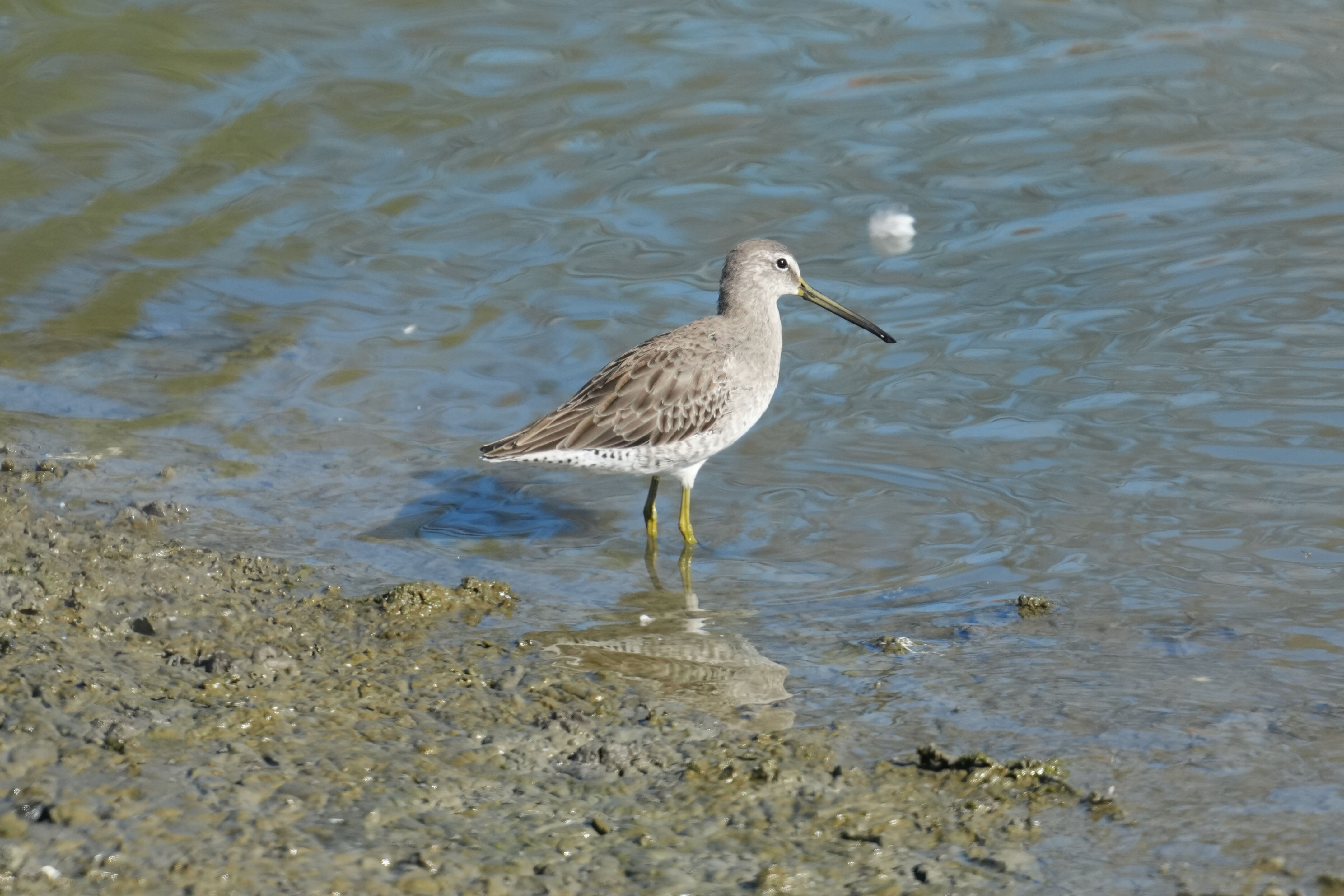 Stilt Sandpiper