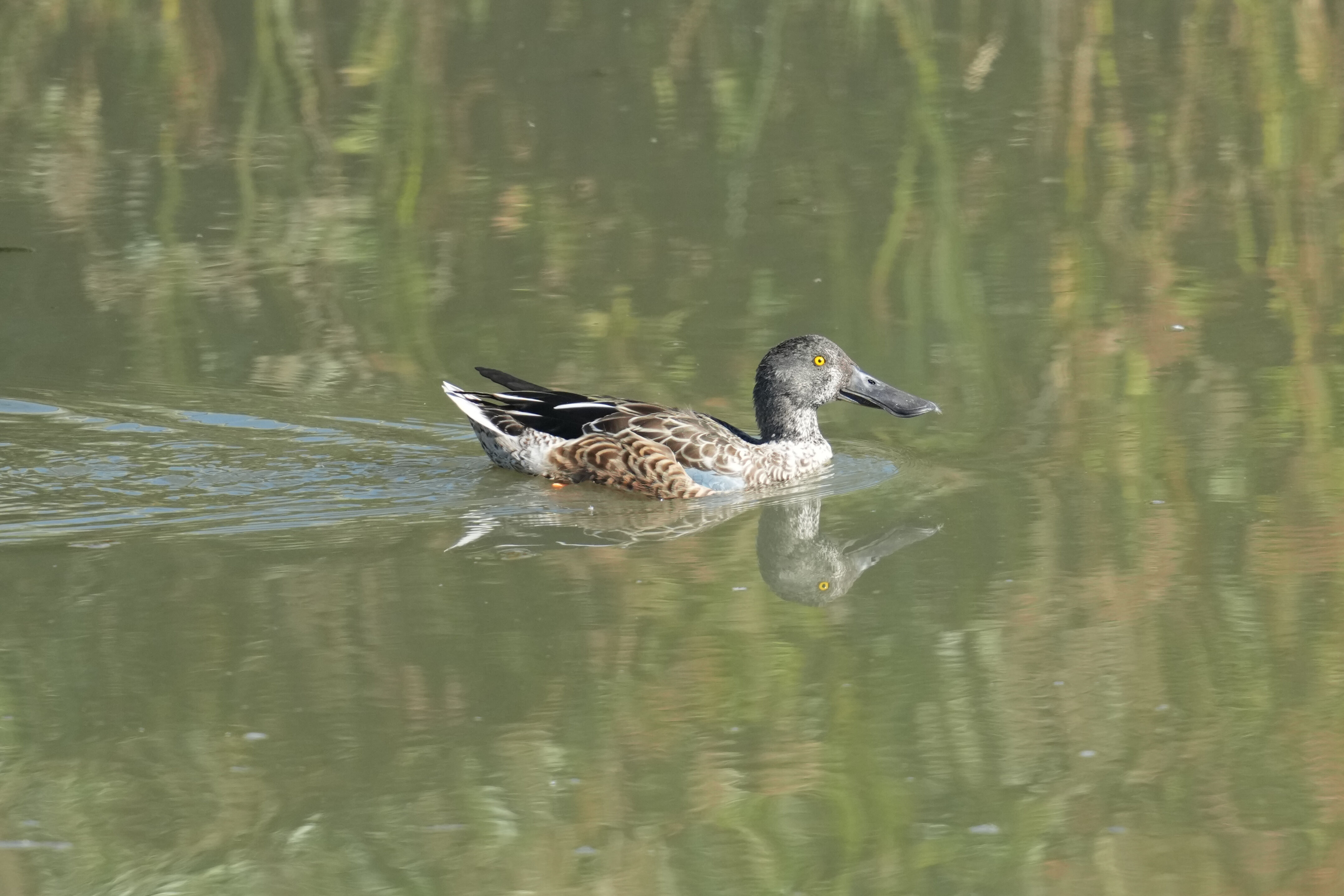 Northern Shoveler