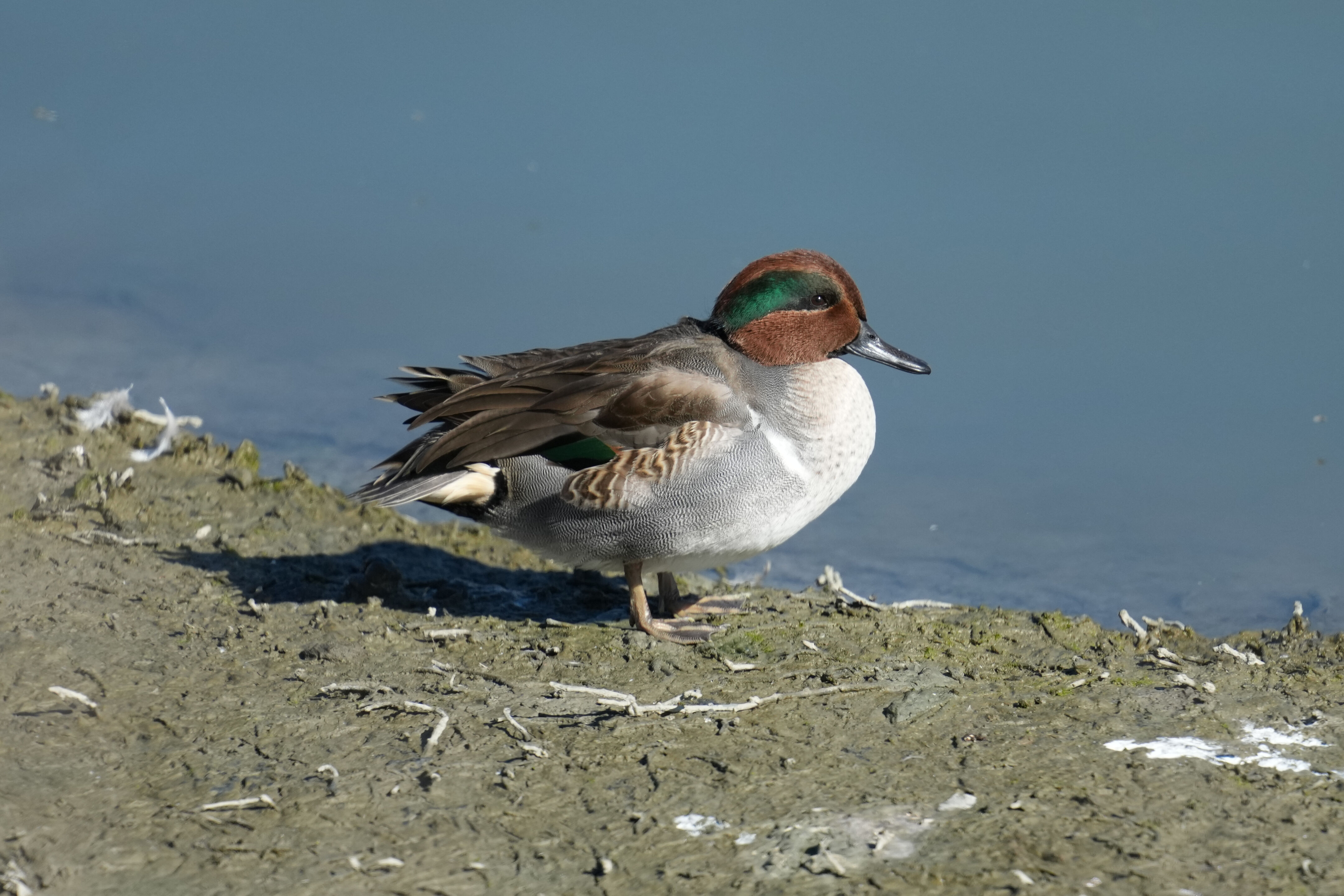 Green-Winged Teal