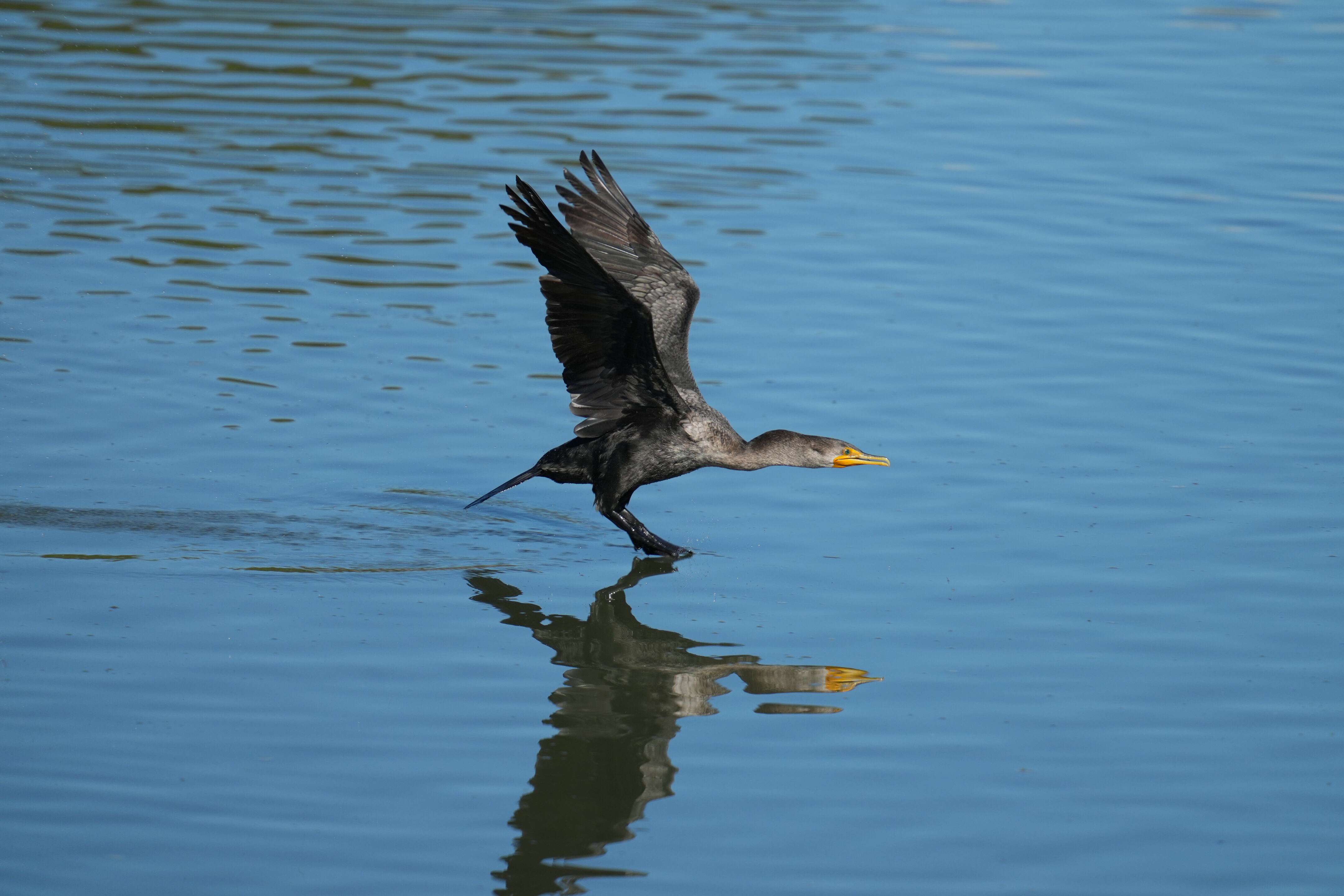 Double-Crested Cormorant