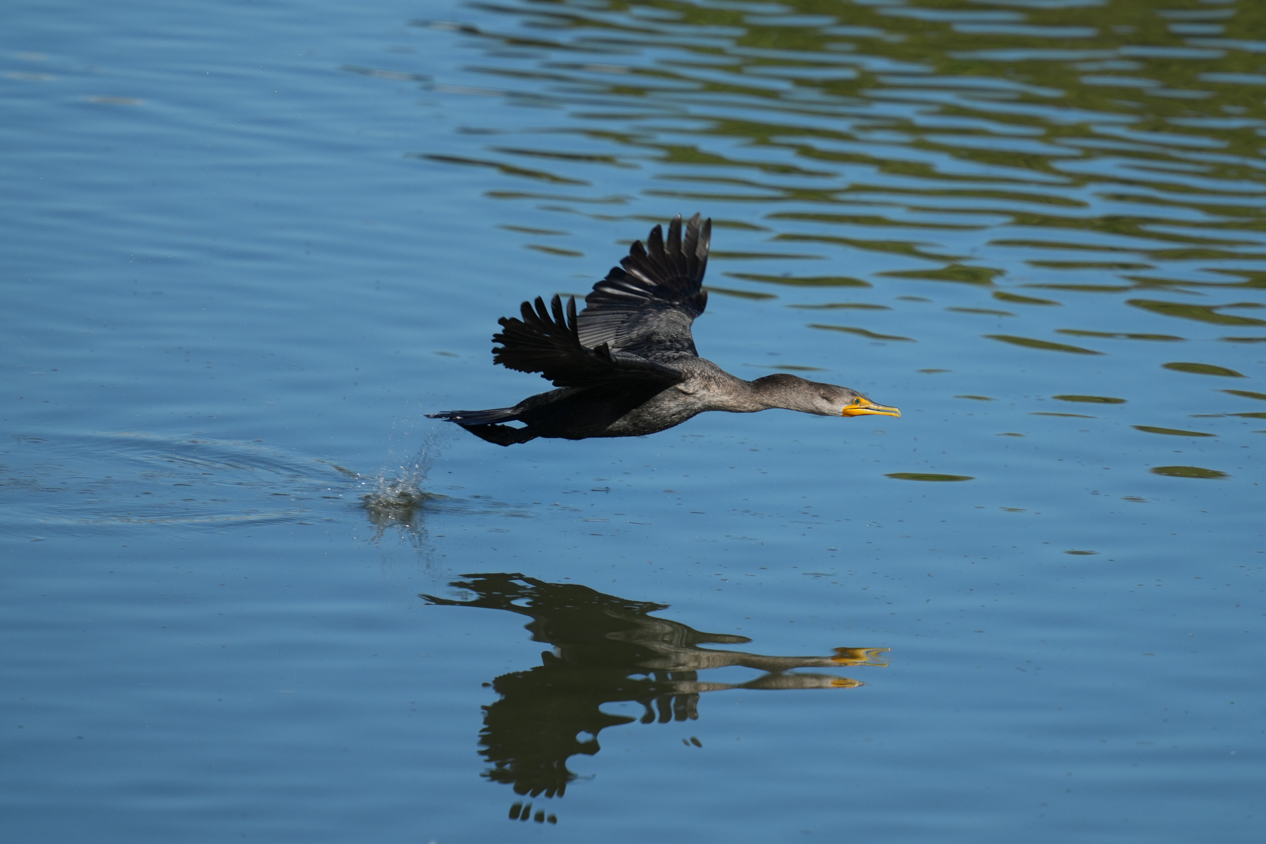 Double-Crested Cormorant