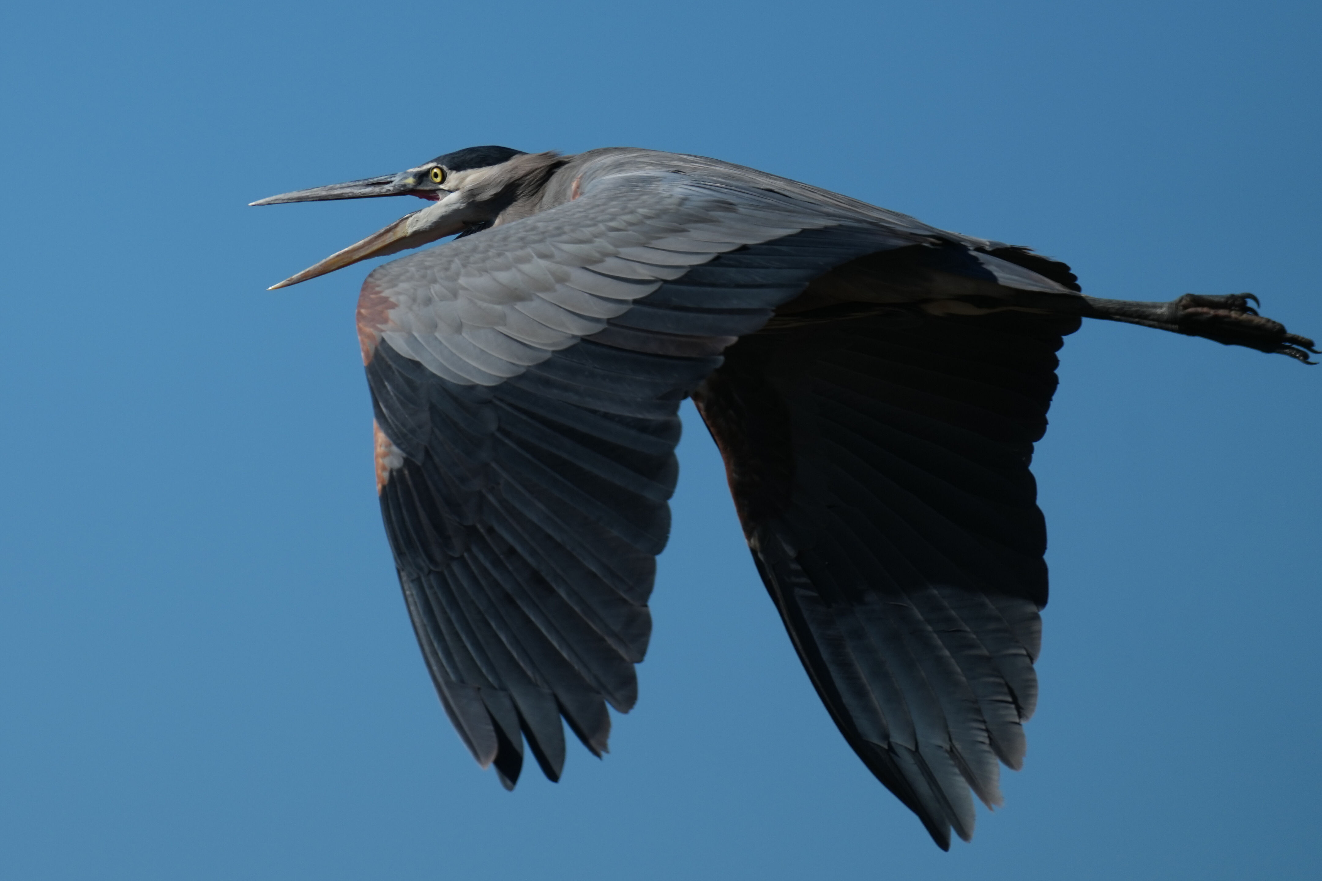 Great Blue Heron
