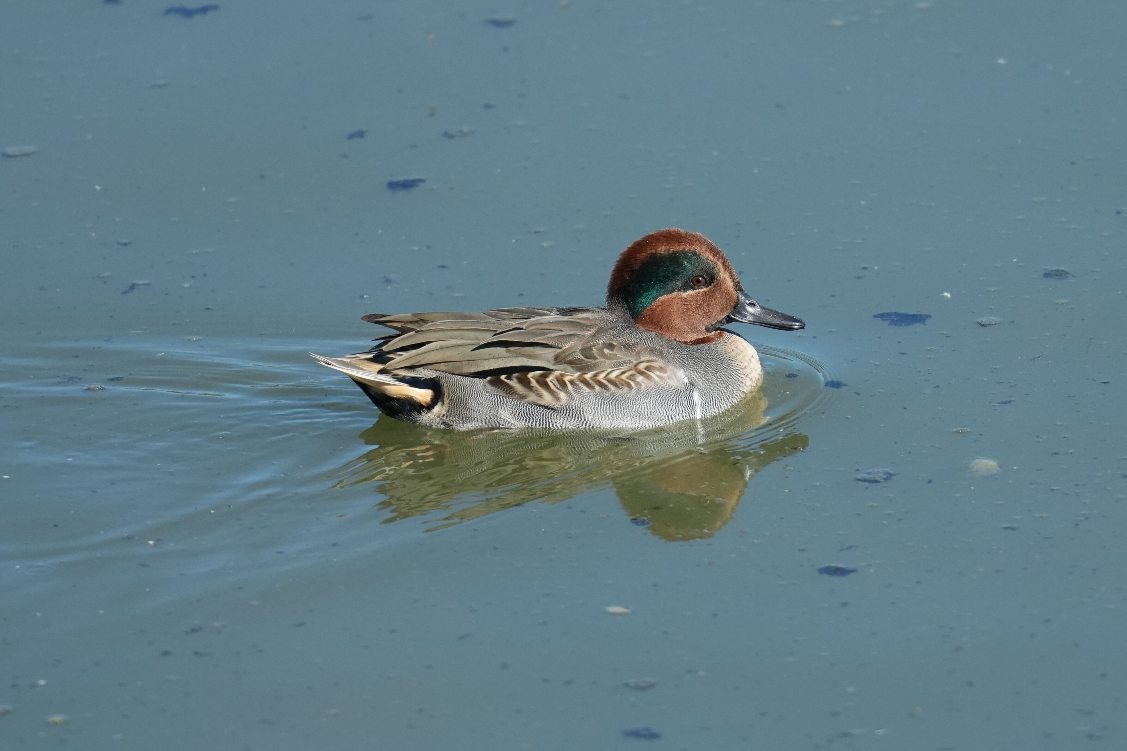 Green-Winged Teal