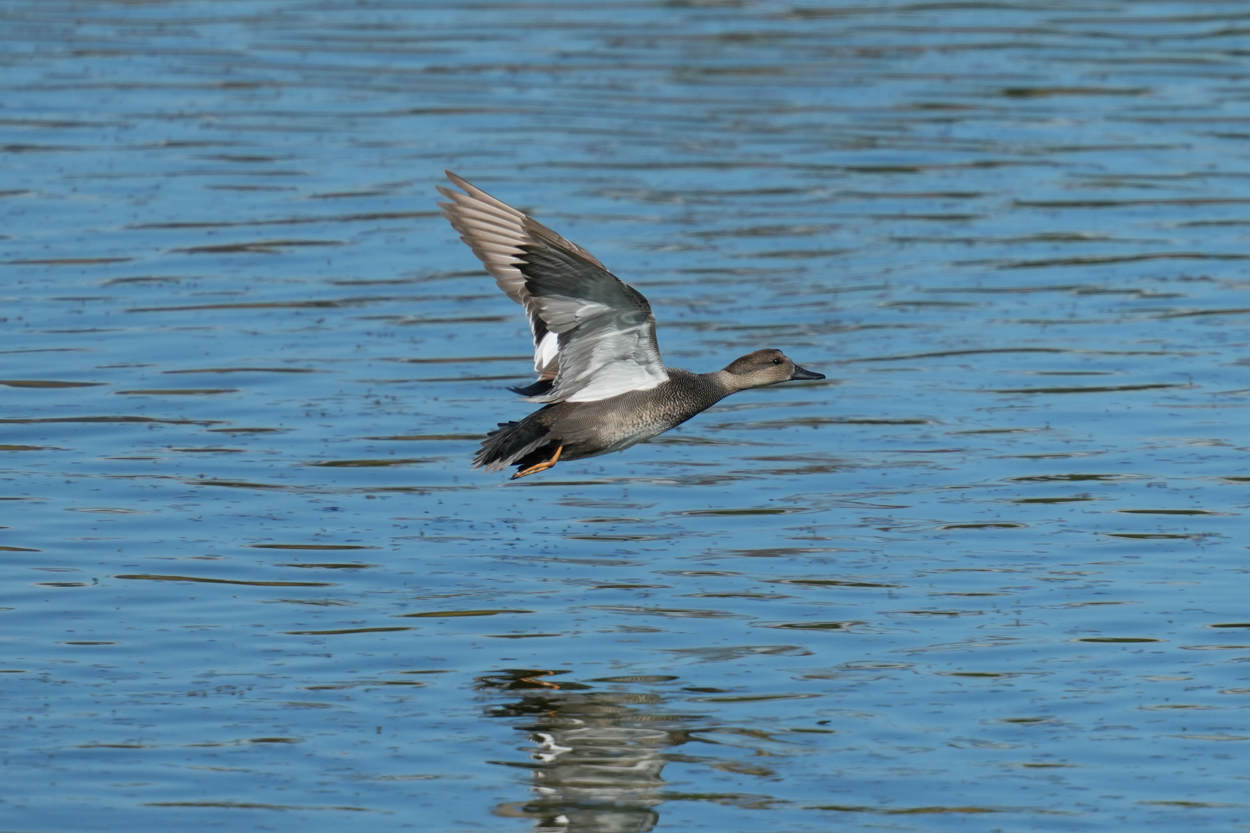 Gadwall
