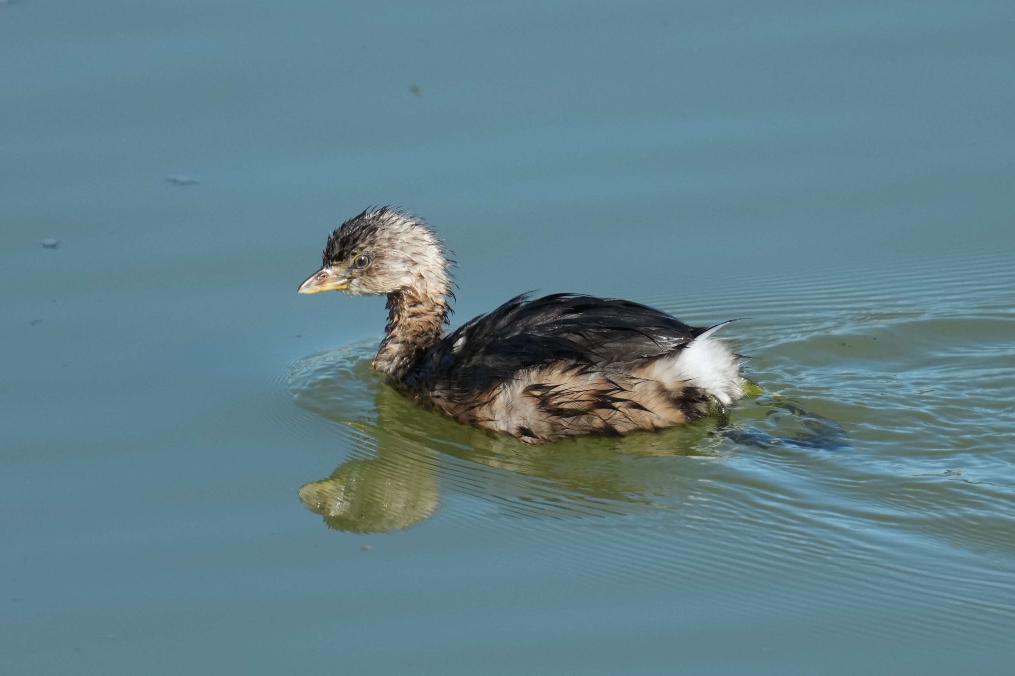 Pied-Billed Grebe