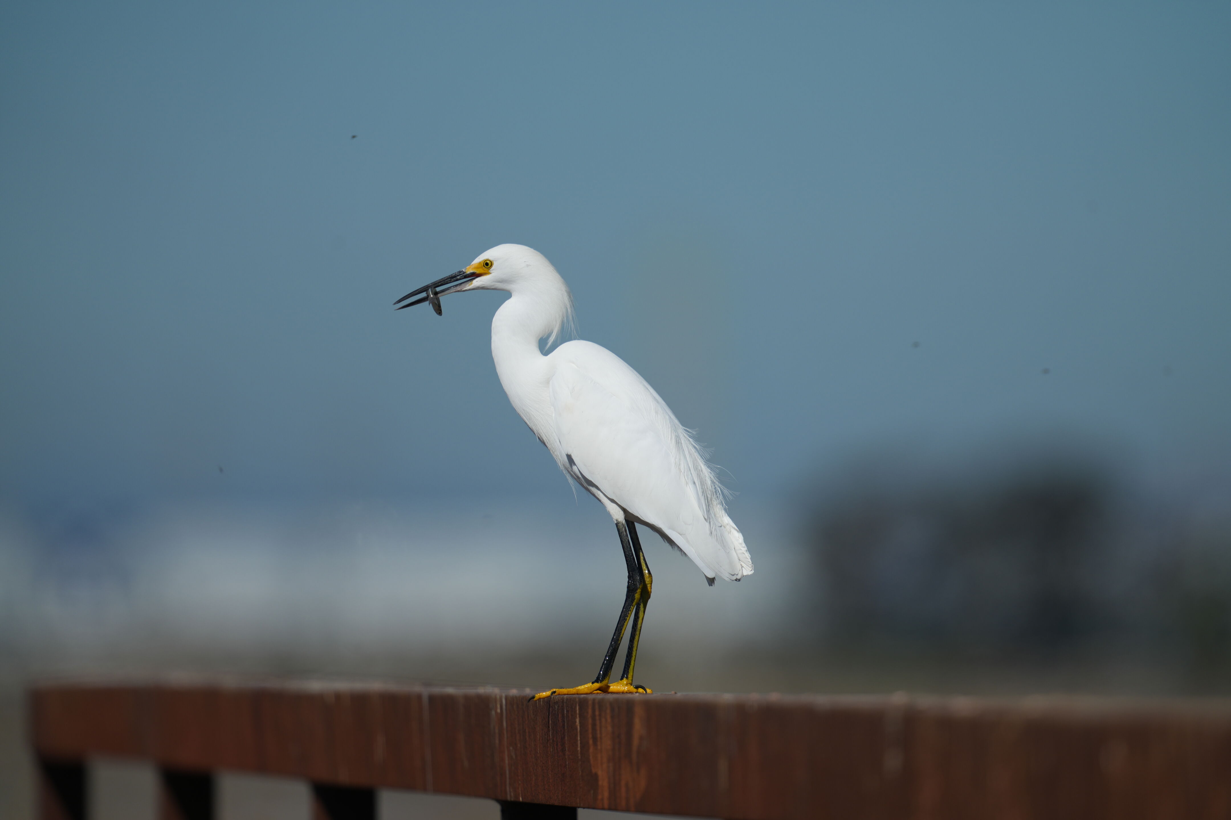Snowy Egret Eating Fish