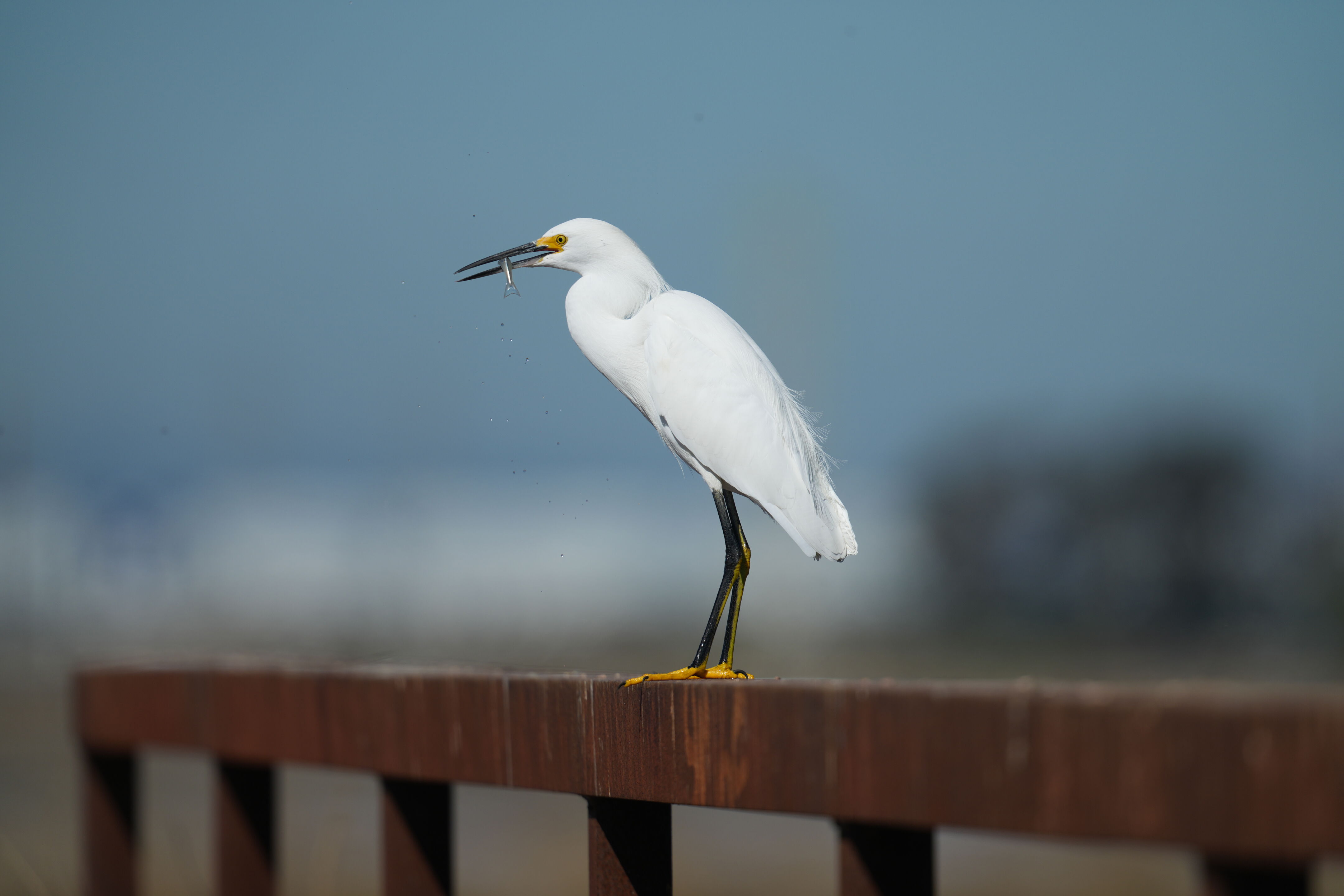 Snowy Egret Eating Fish