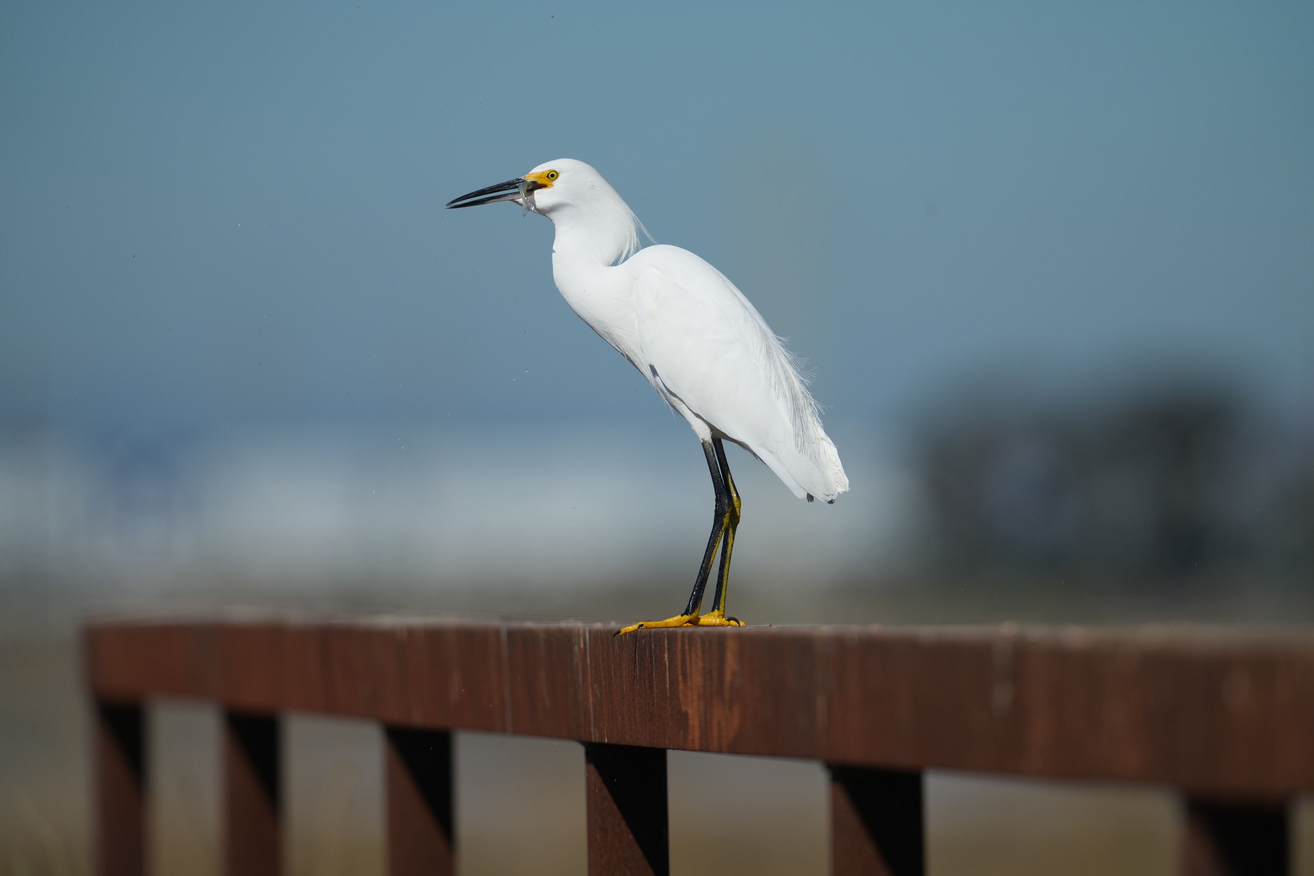 Snowy Egret Eating Fish