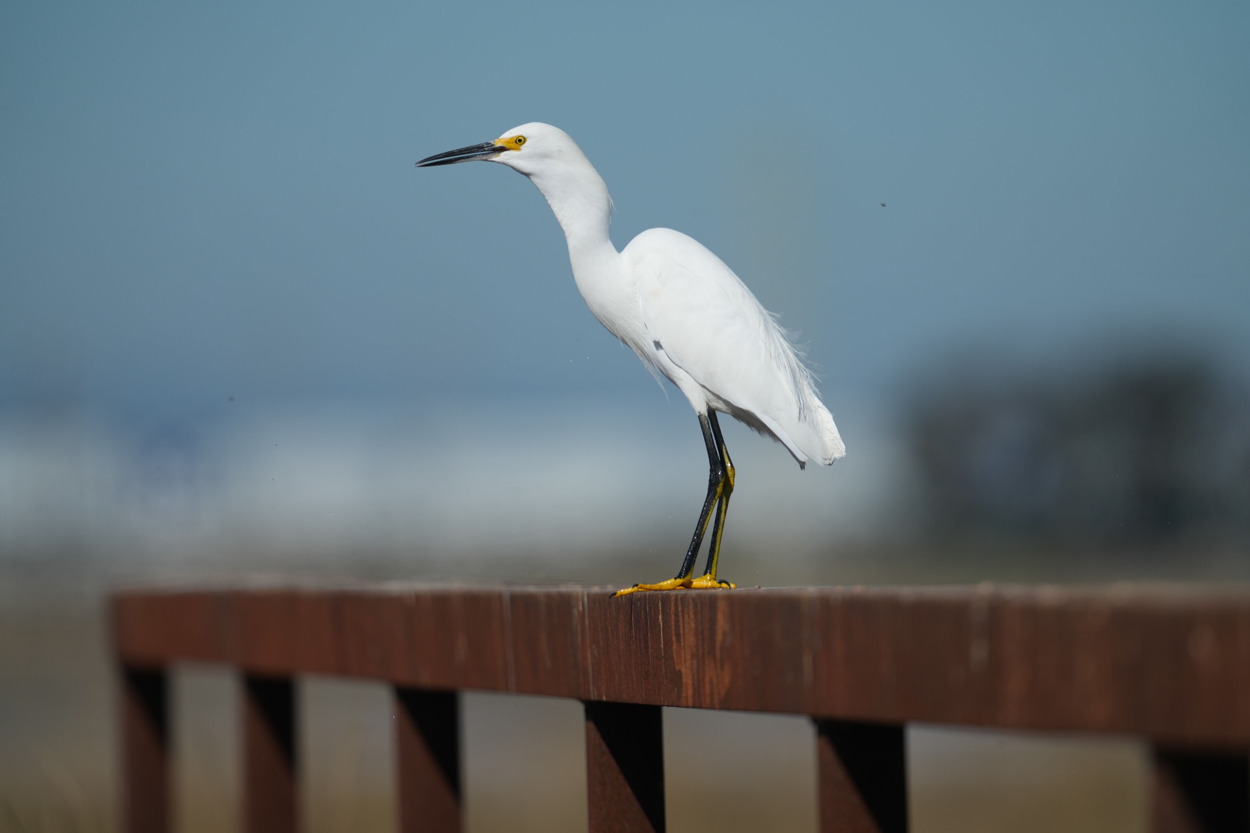 Snowy Egret Eating Fish