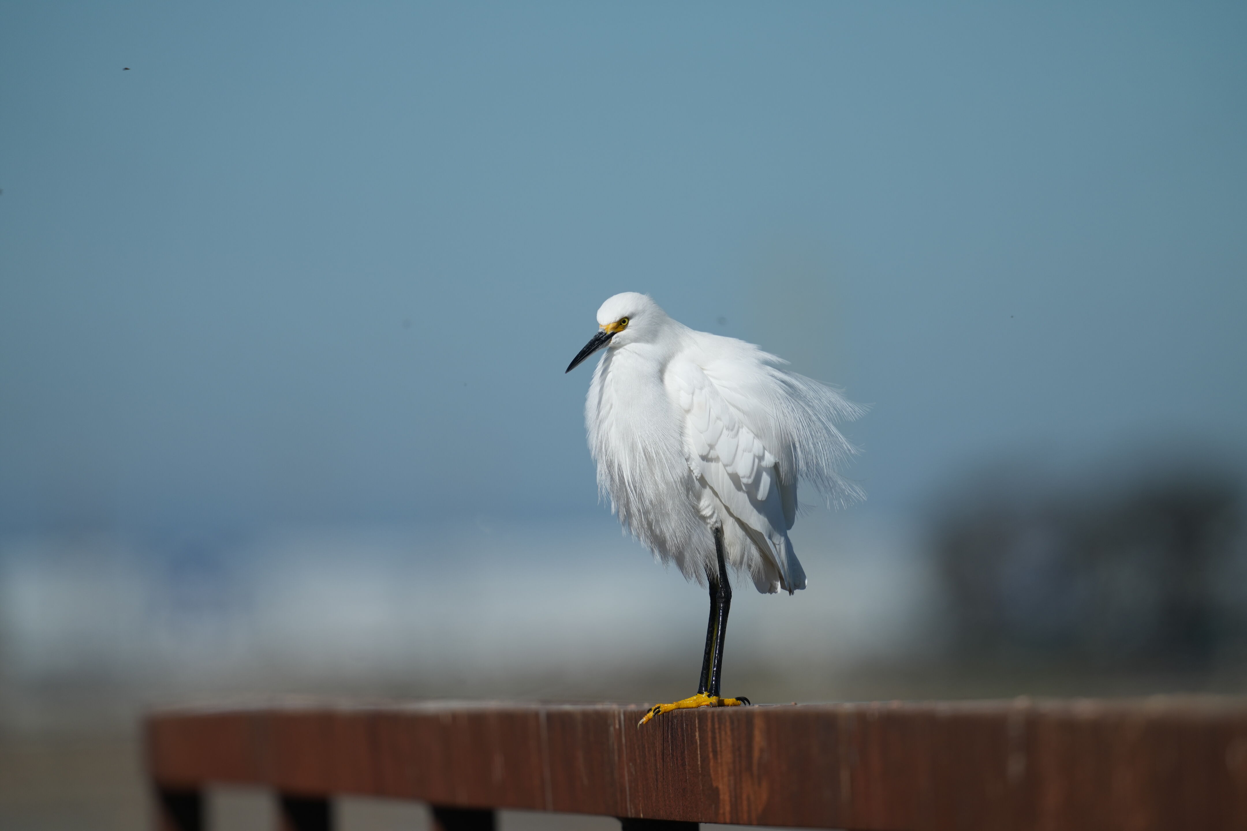 Snowy Egret