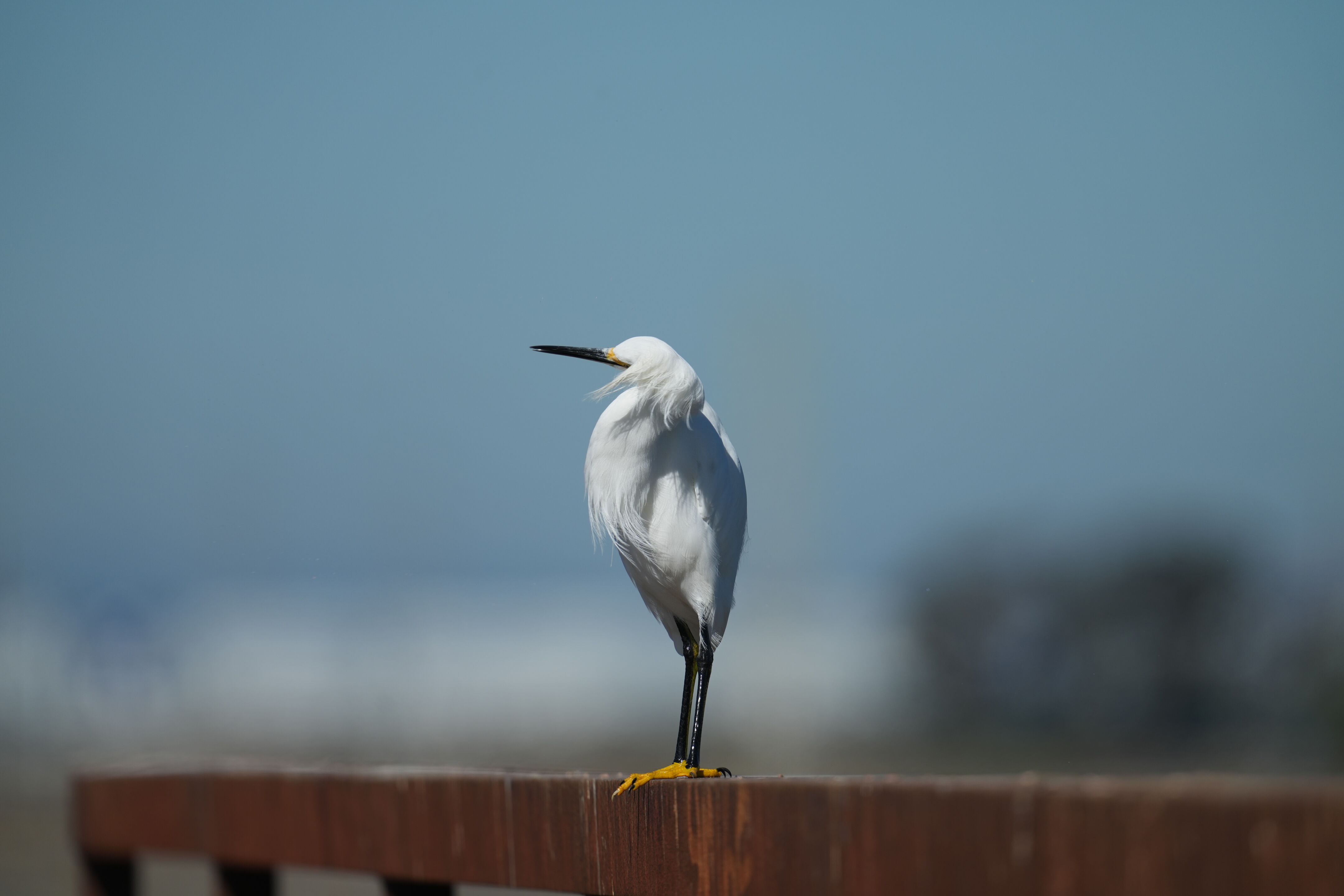 Snowy Egret