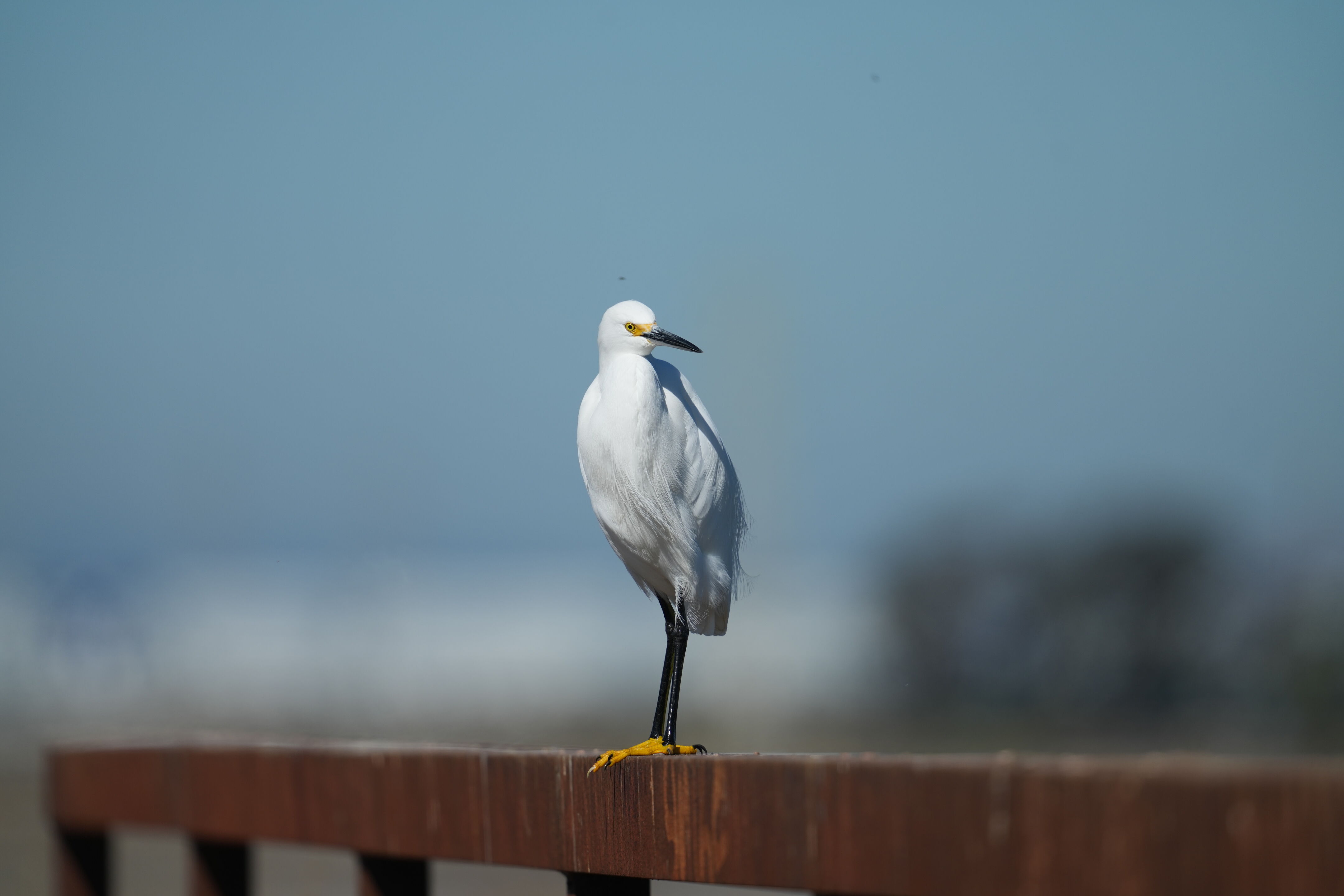 Snowy Egret