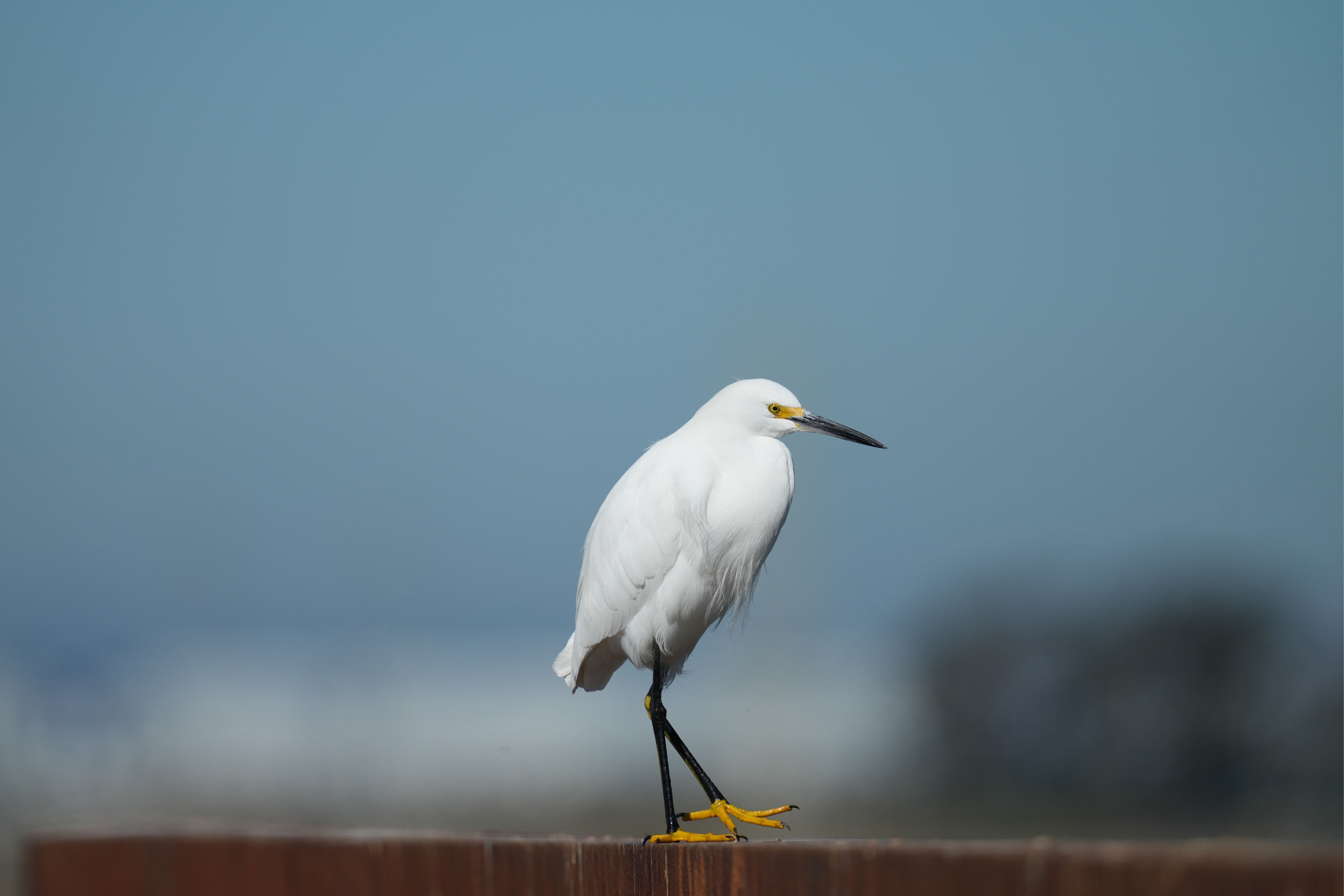 Snowy Egret