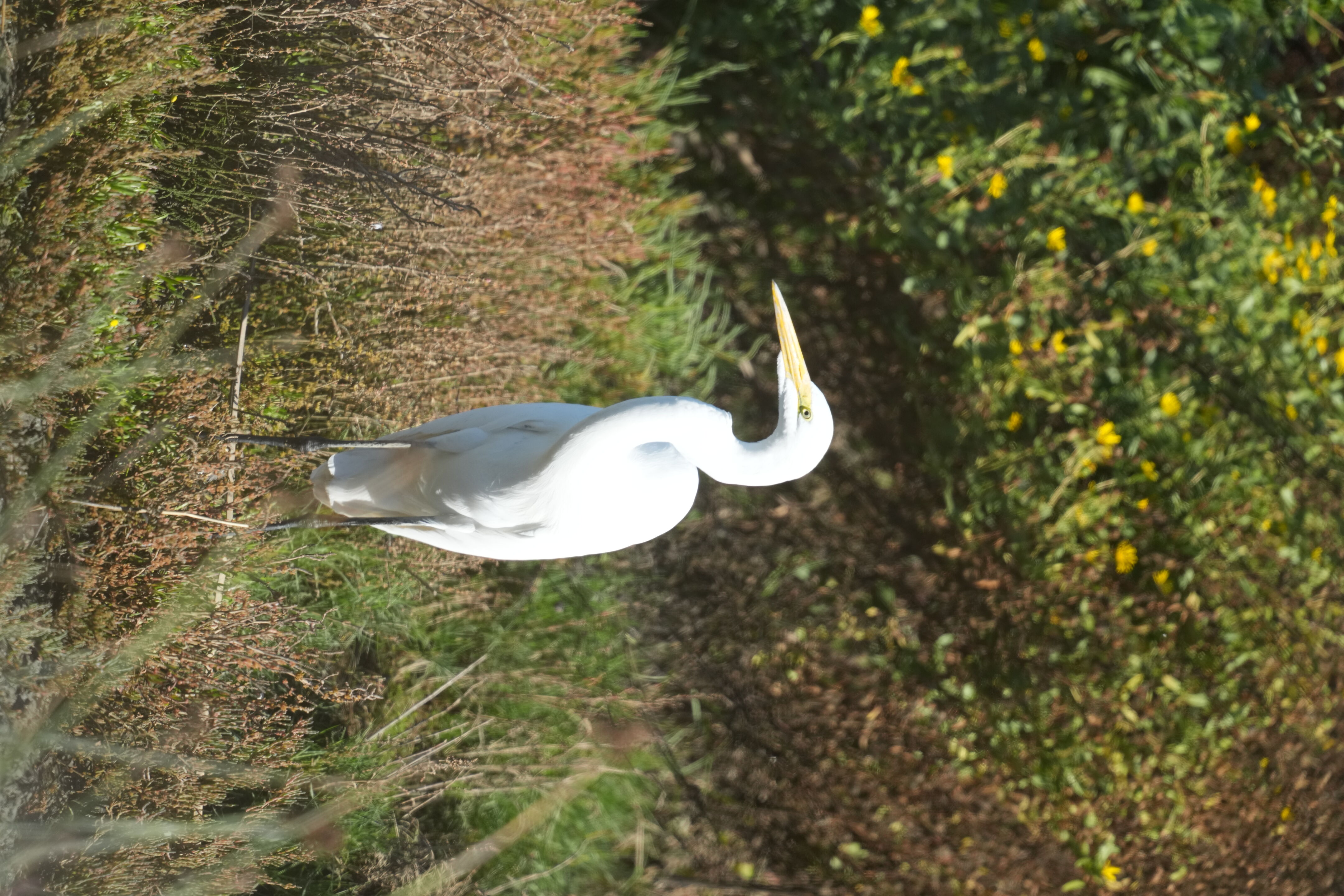 Great Egret