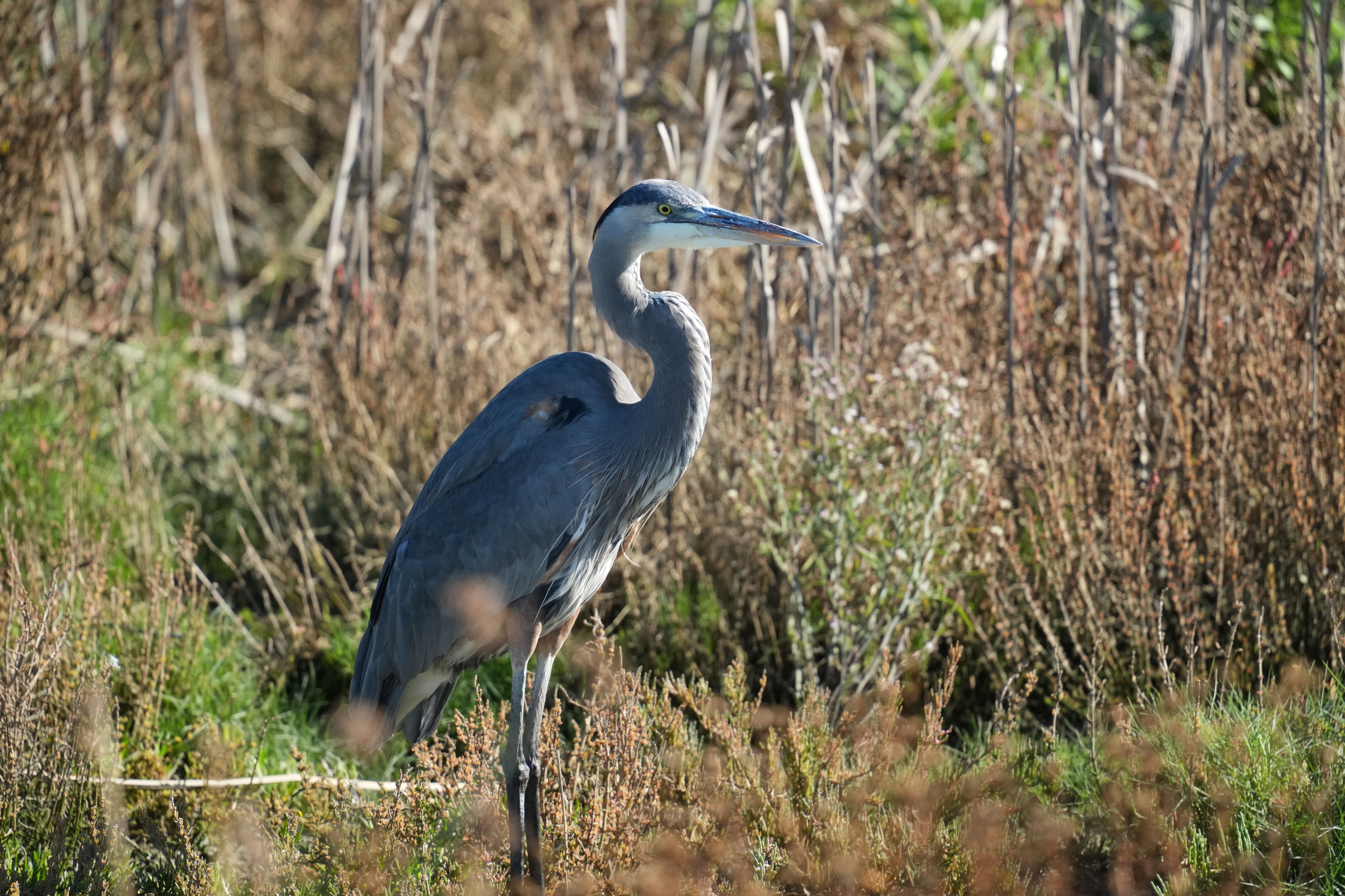 Great Blue Heron