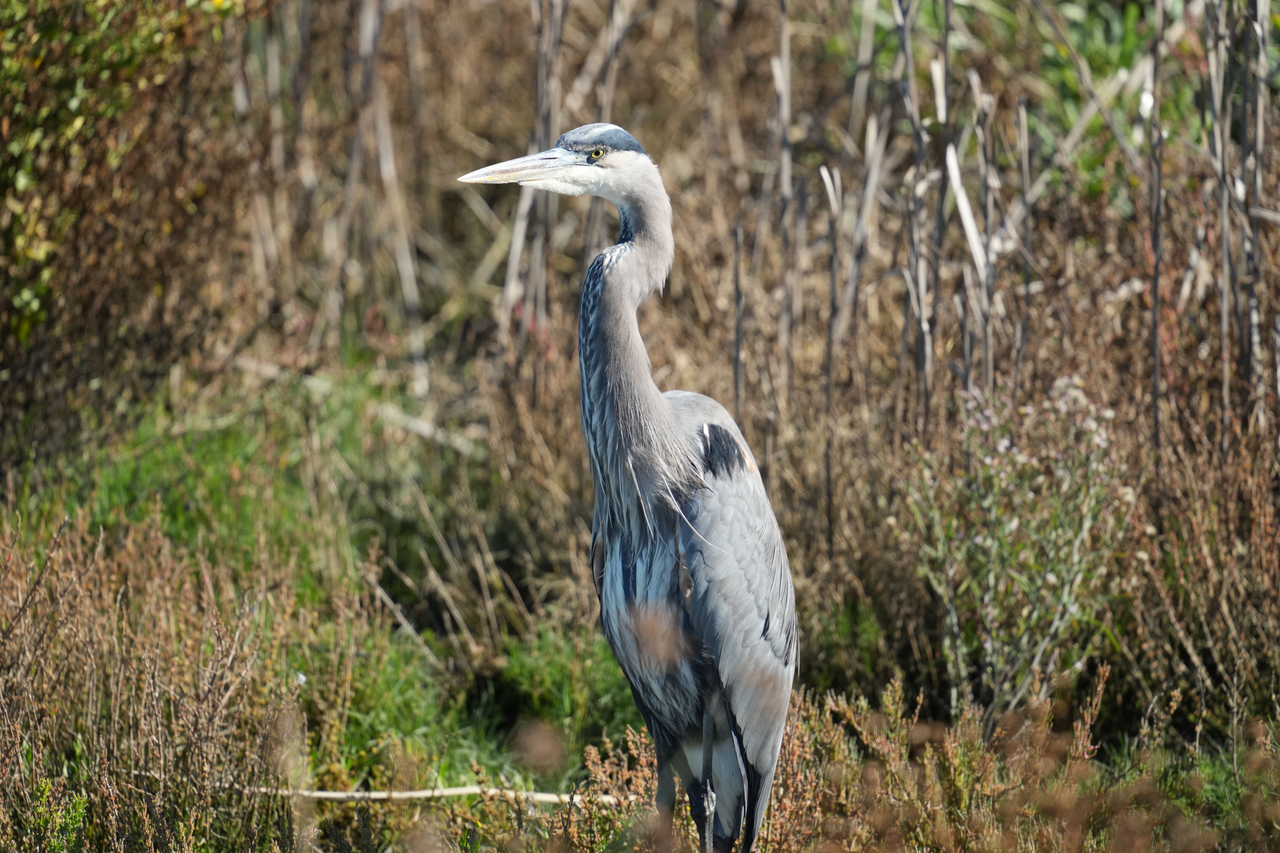 Great Blue Heron