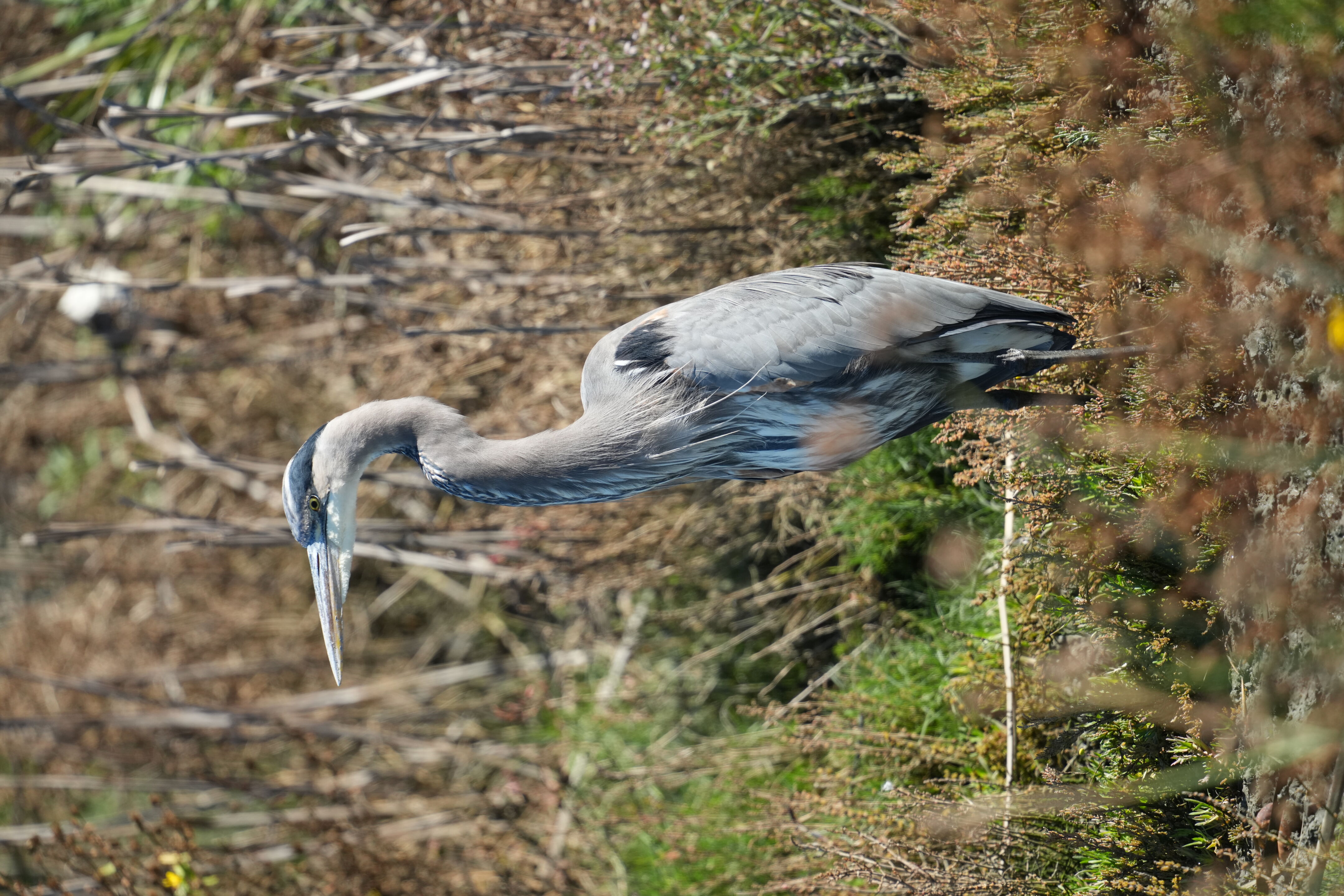 Great Blue Heron