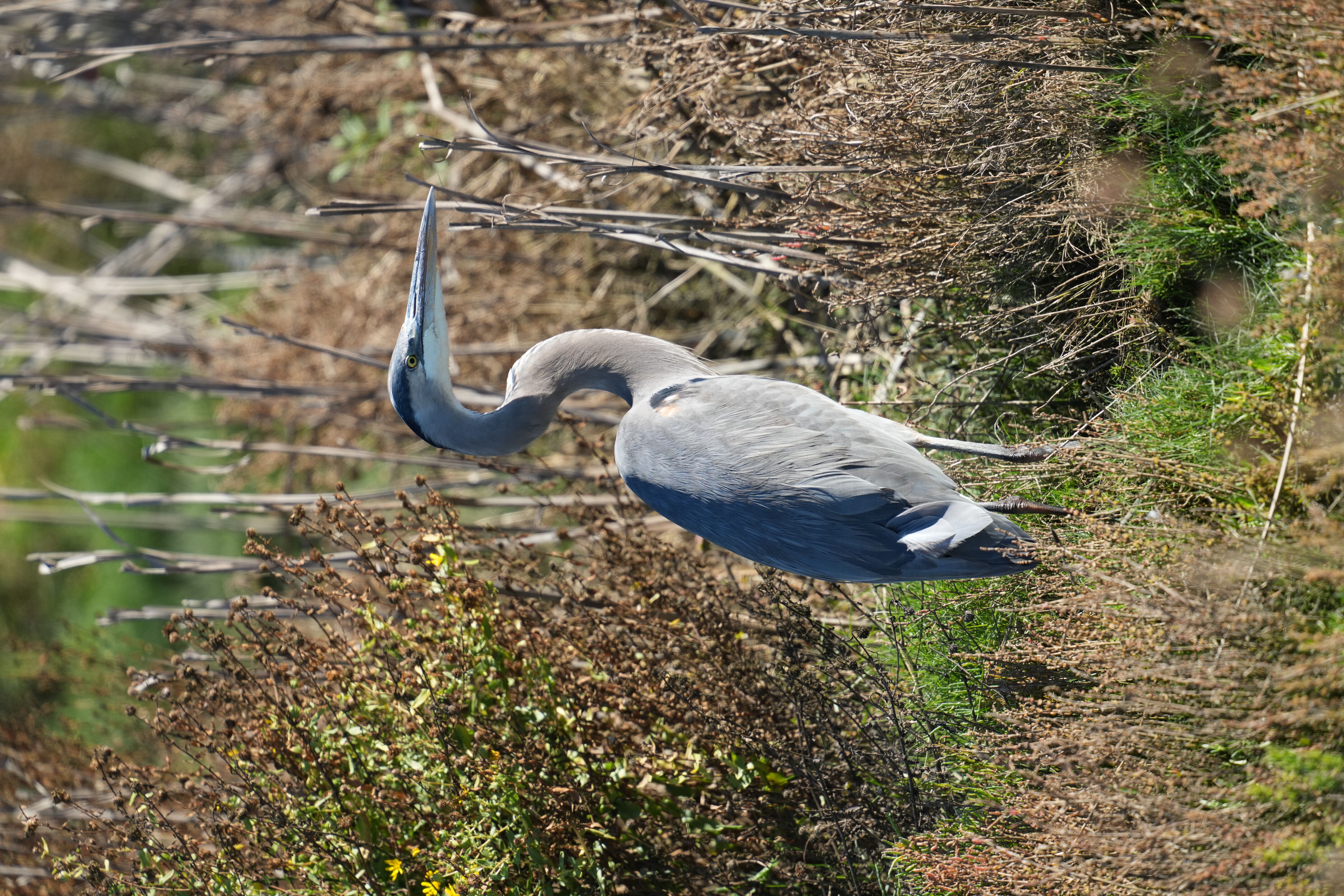 Great Blue Heron