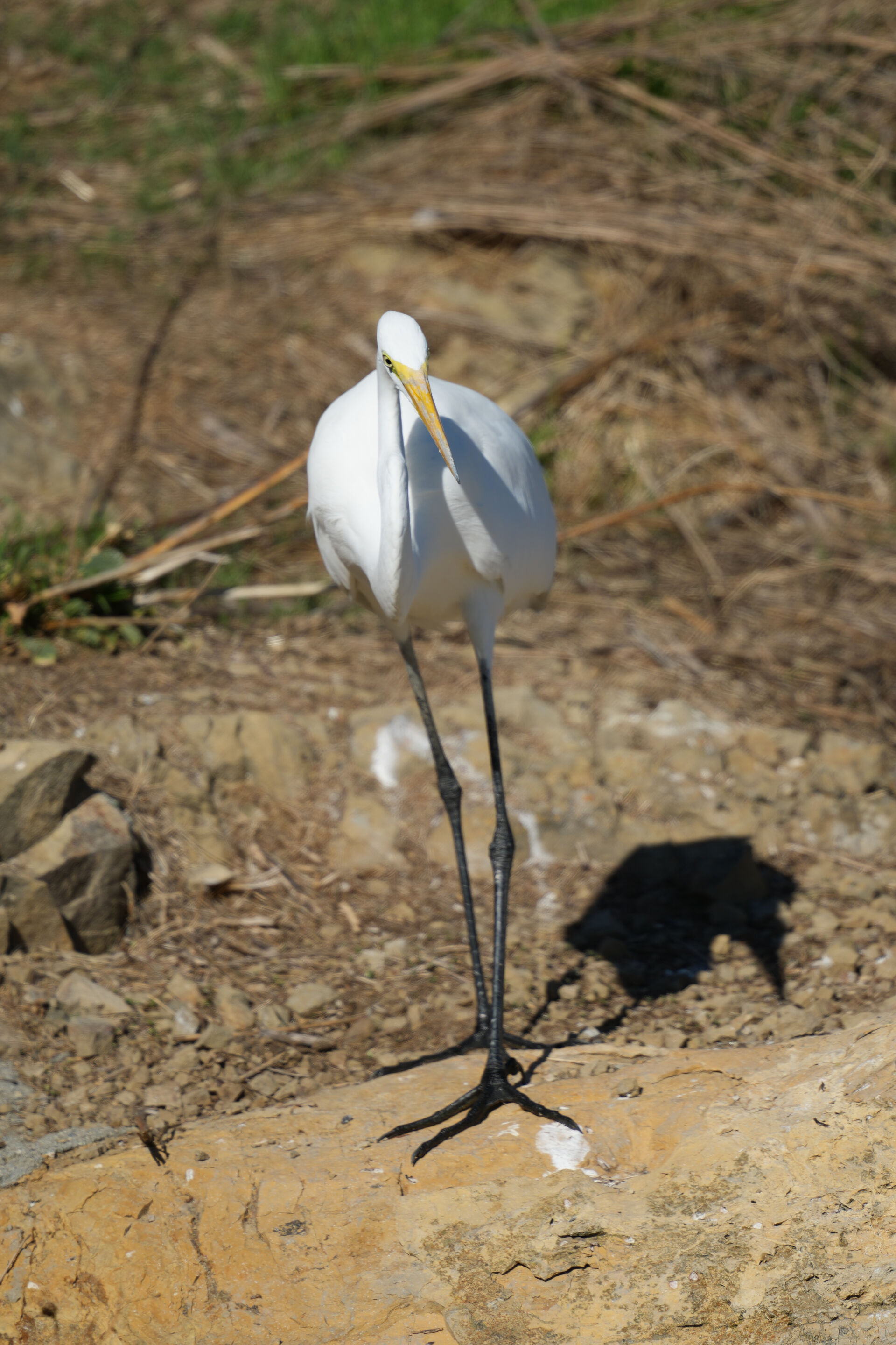 Great Egret