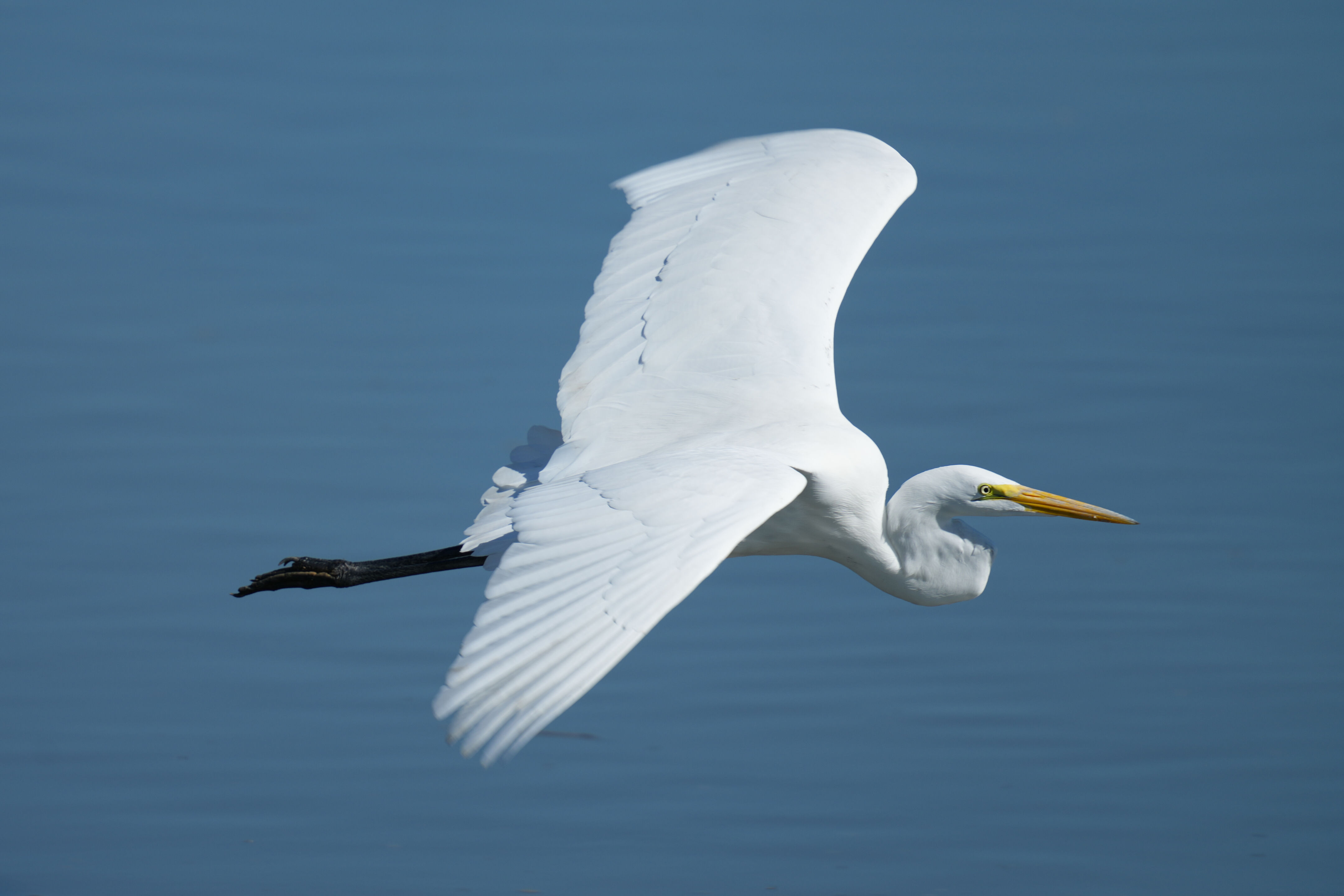 Great Egret