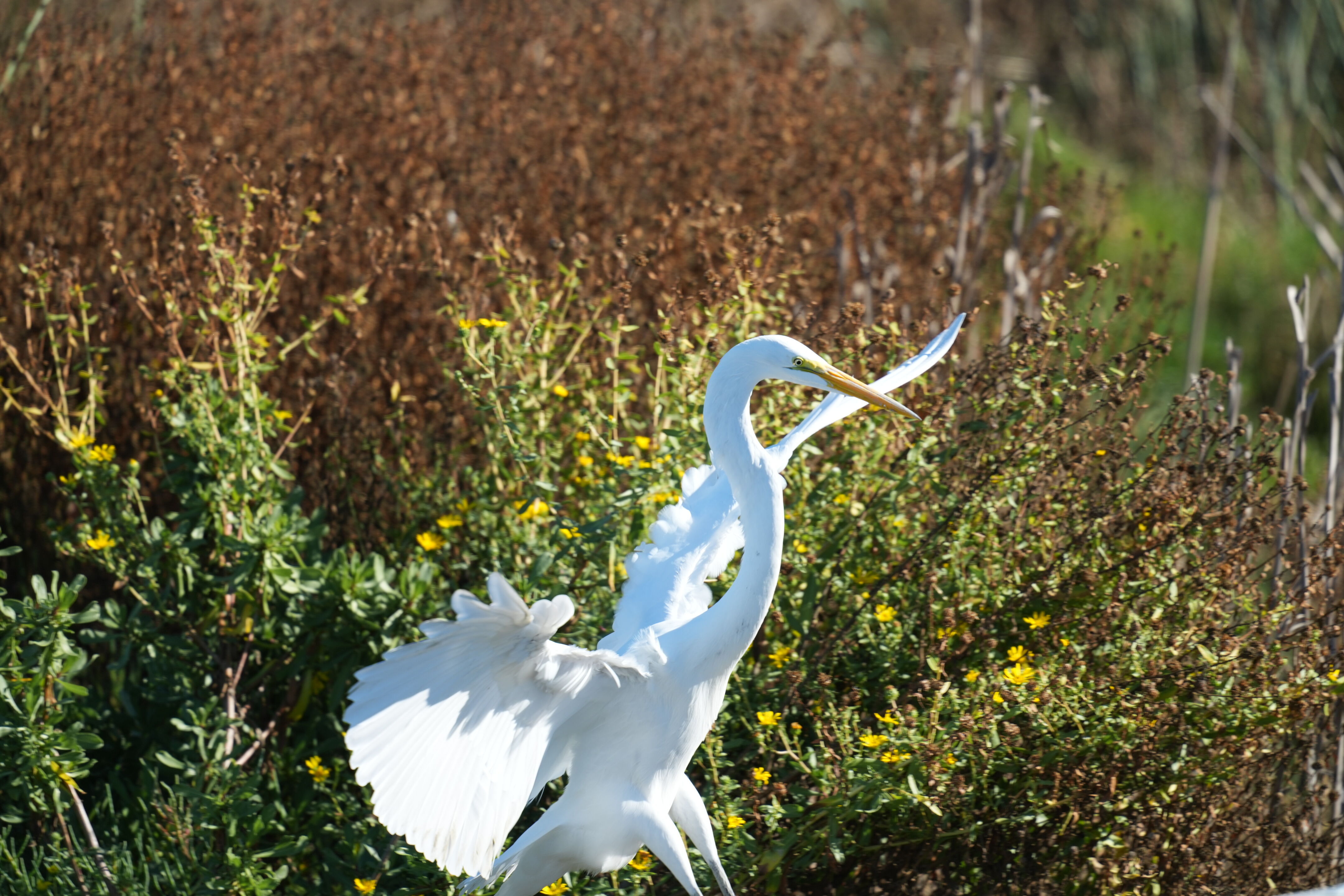 Great Egret
