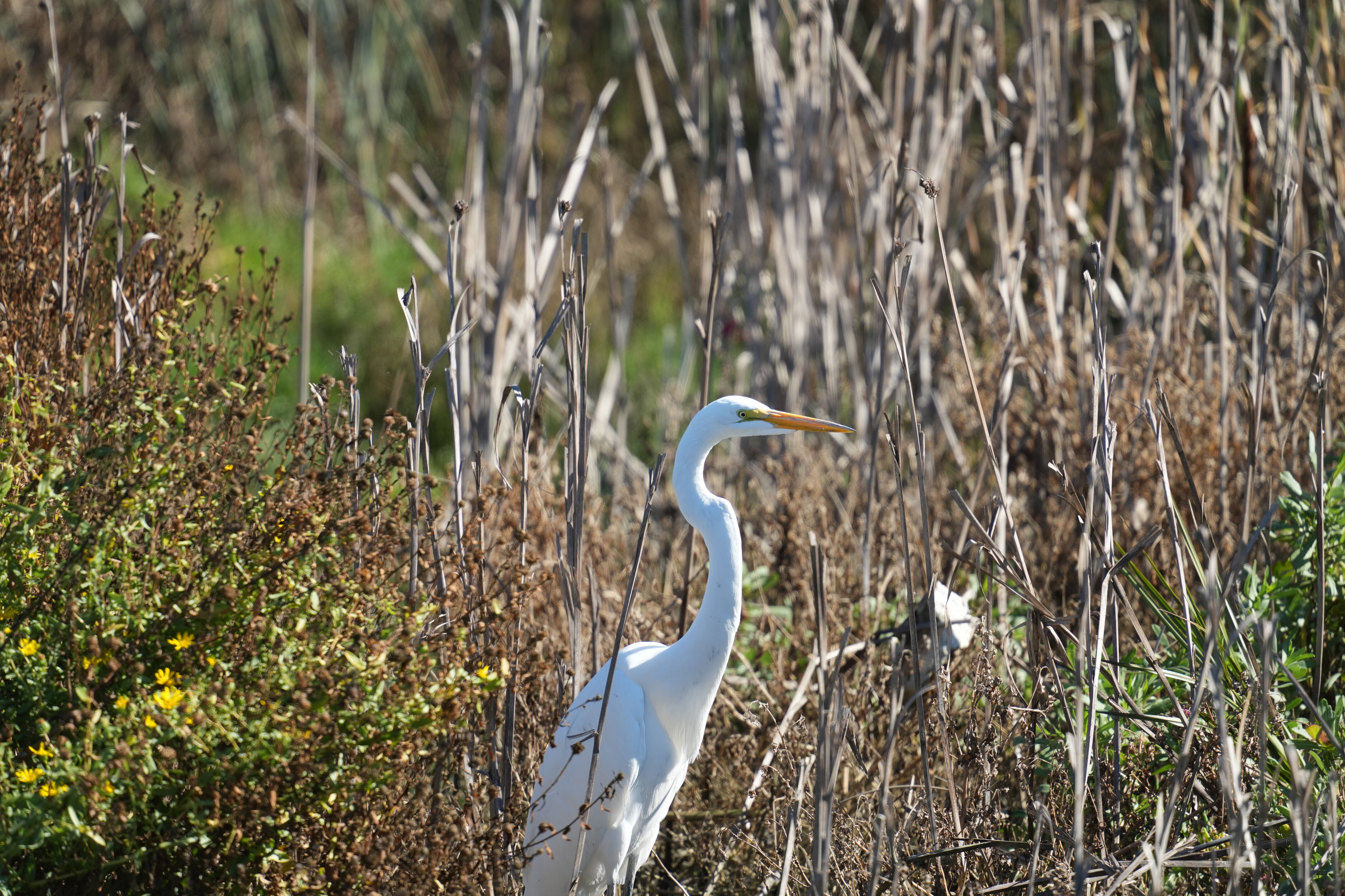 Great Egret