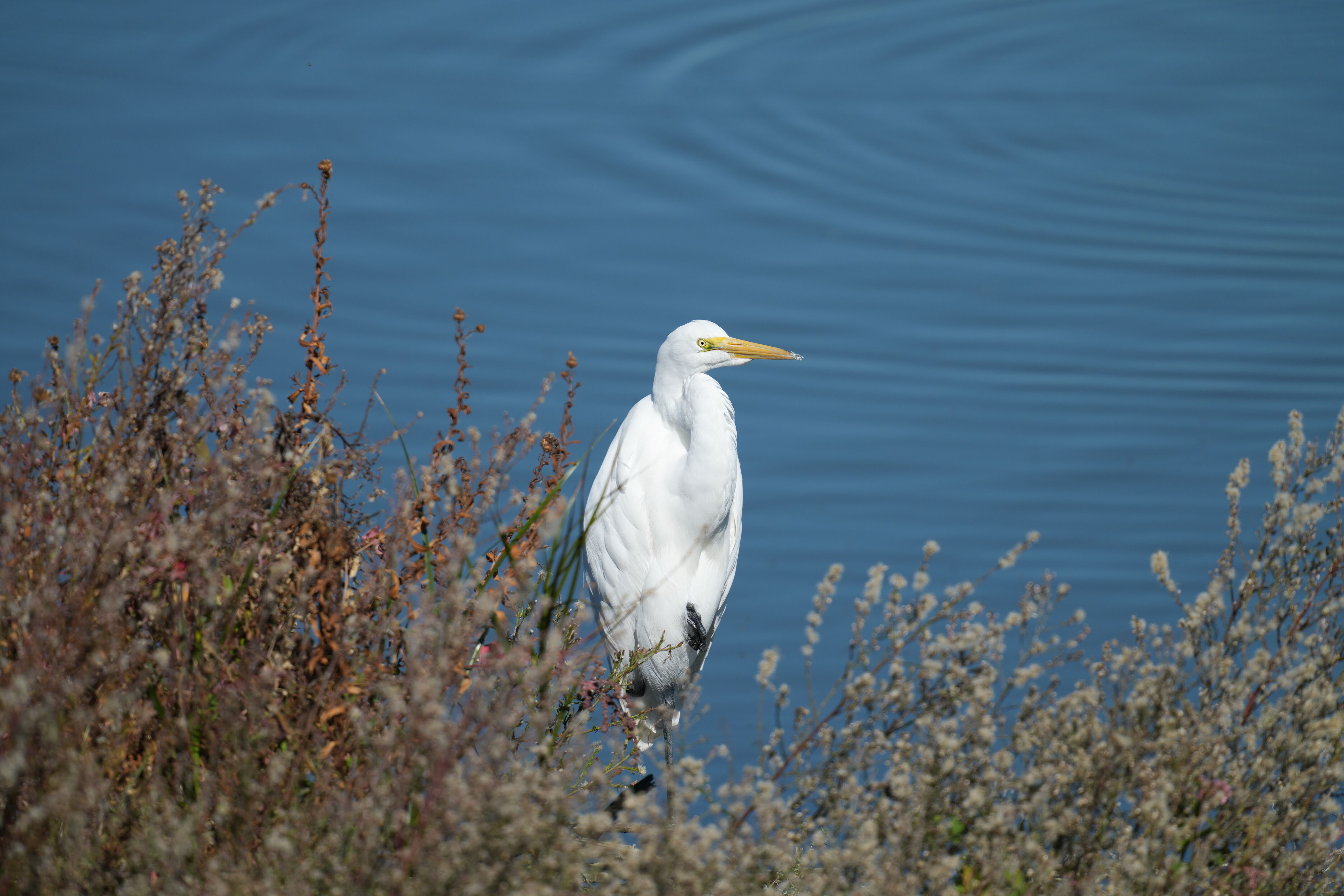 Great Egret