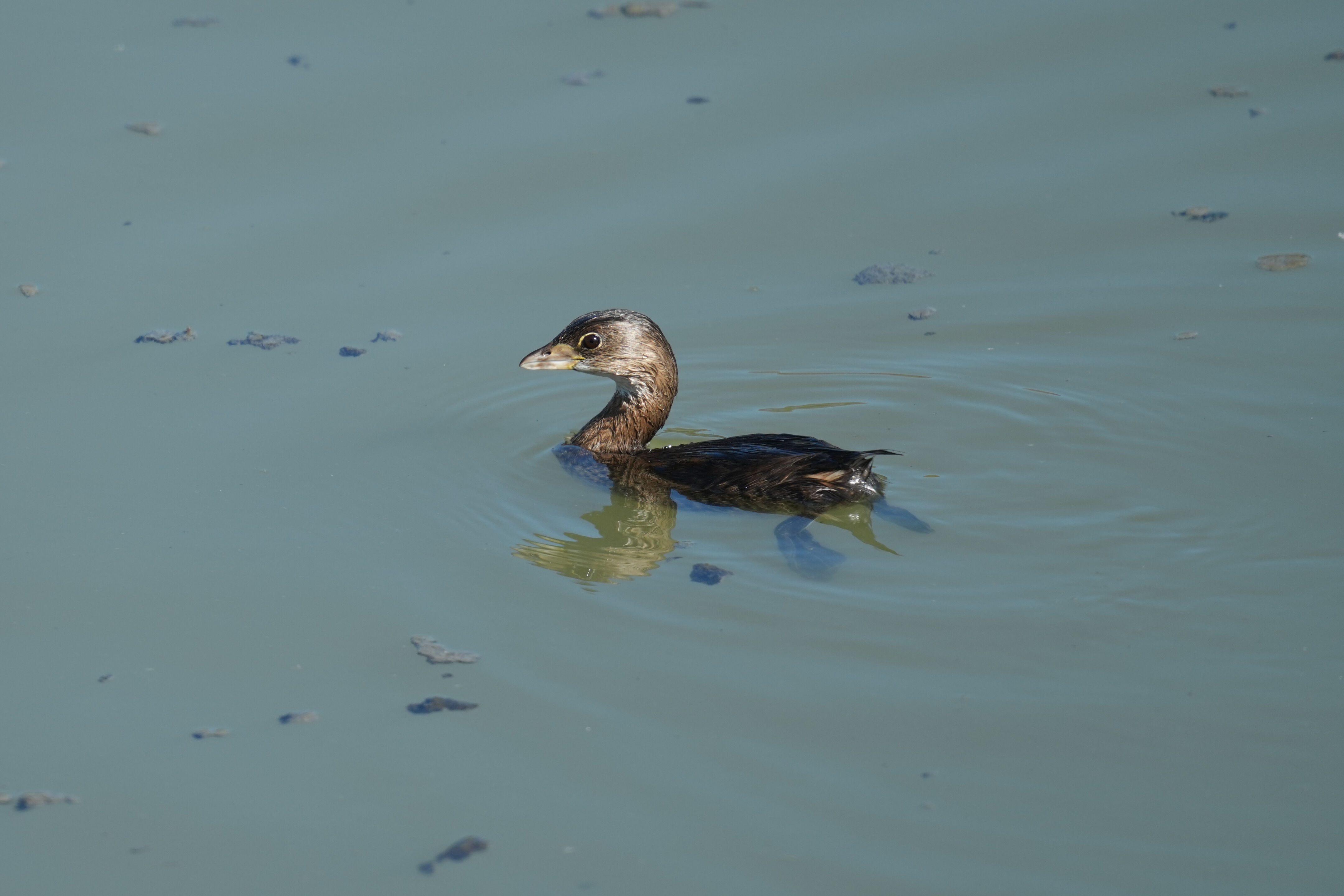 Pied-Billed Grebe