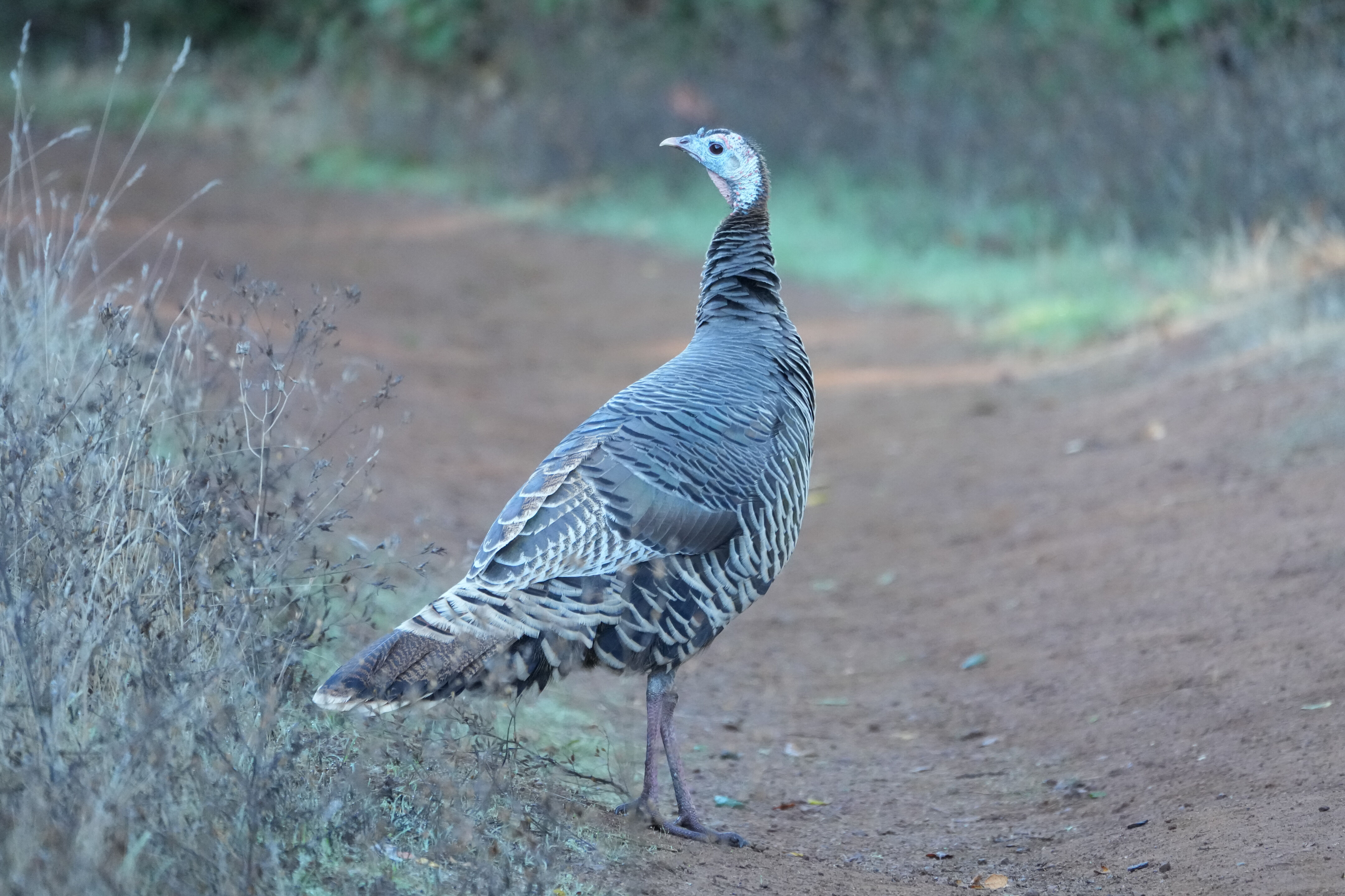 Wild Turkey