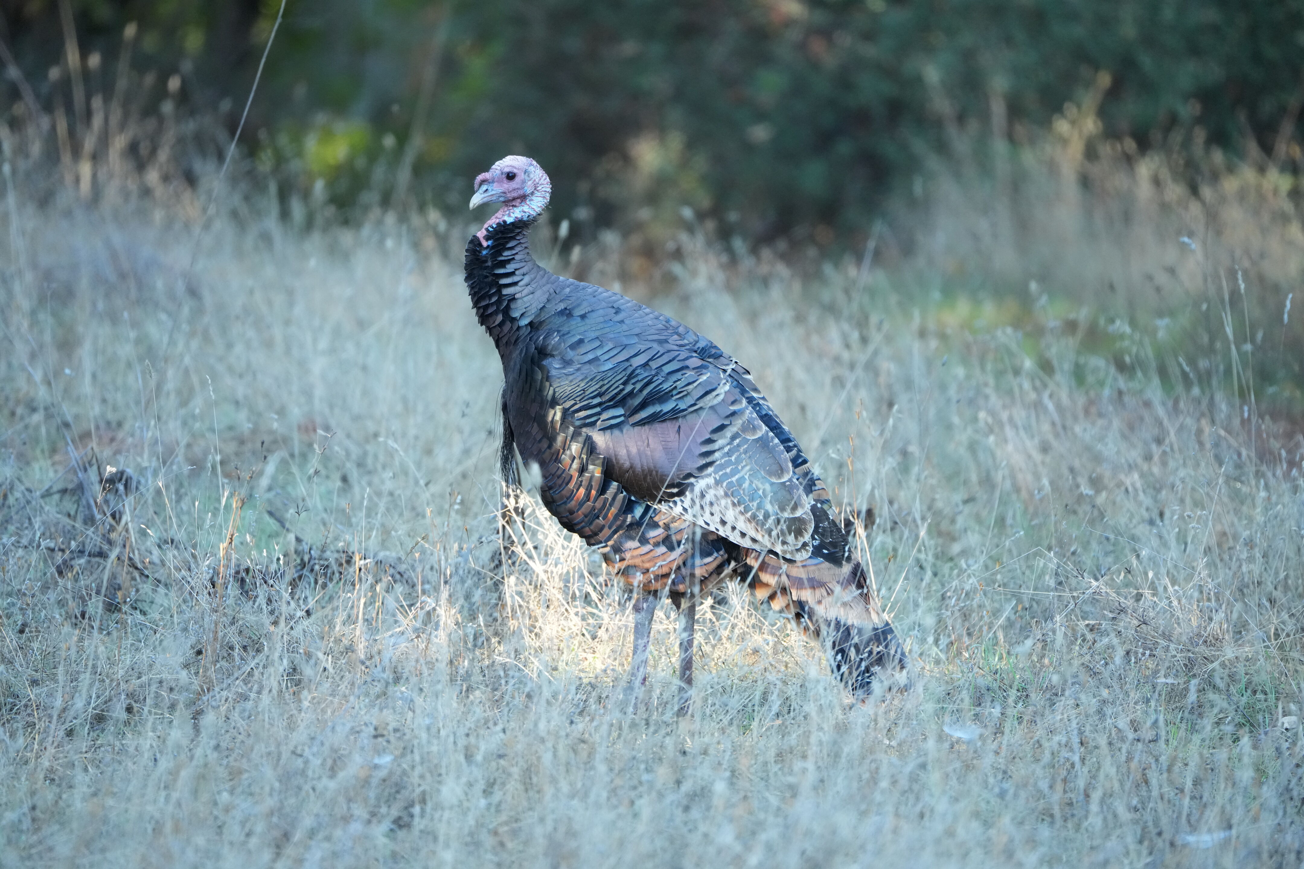 Wild Turkey