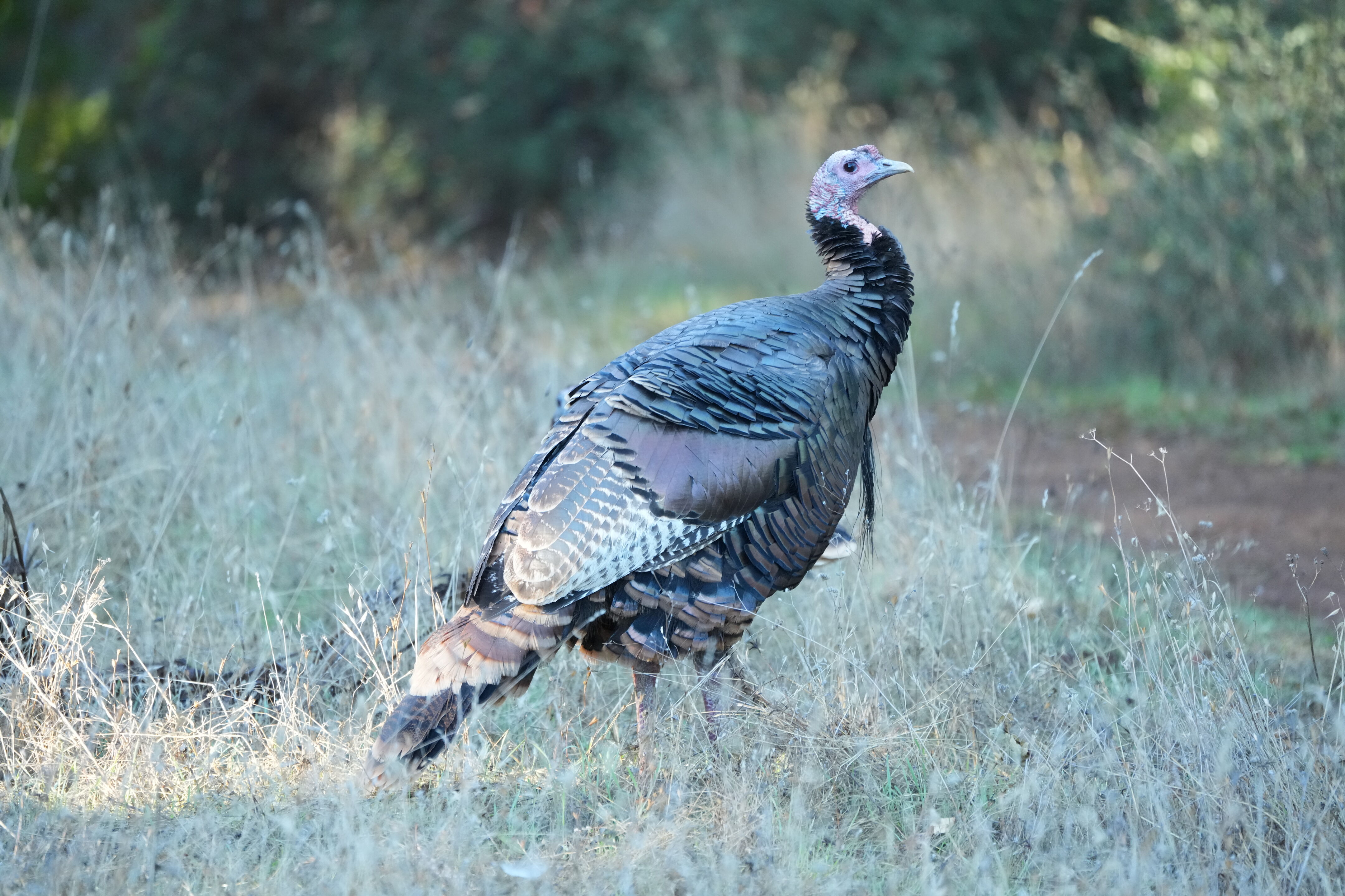 Wild Turkey