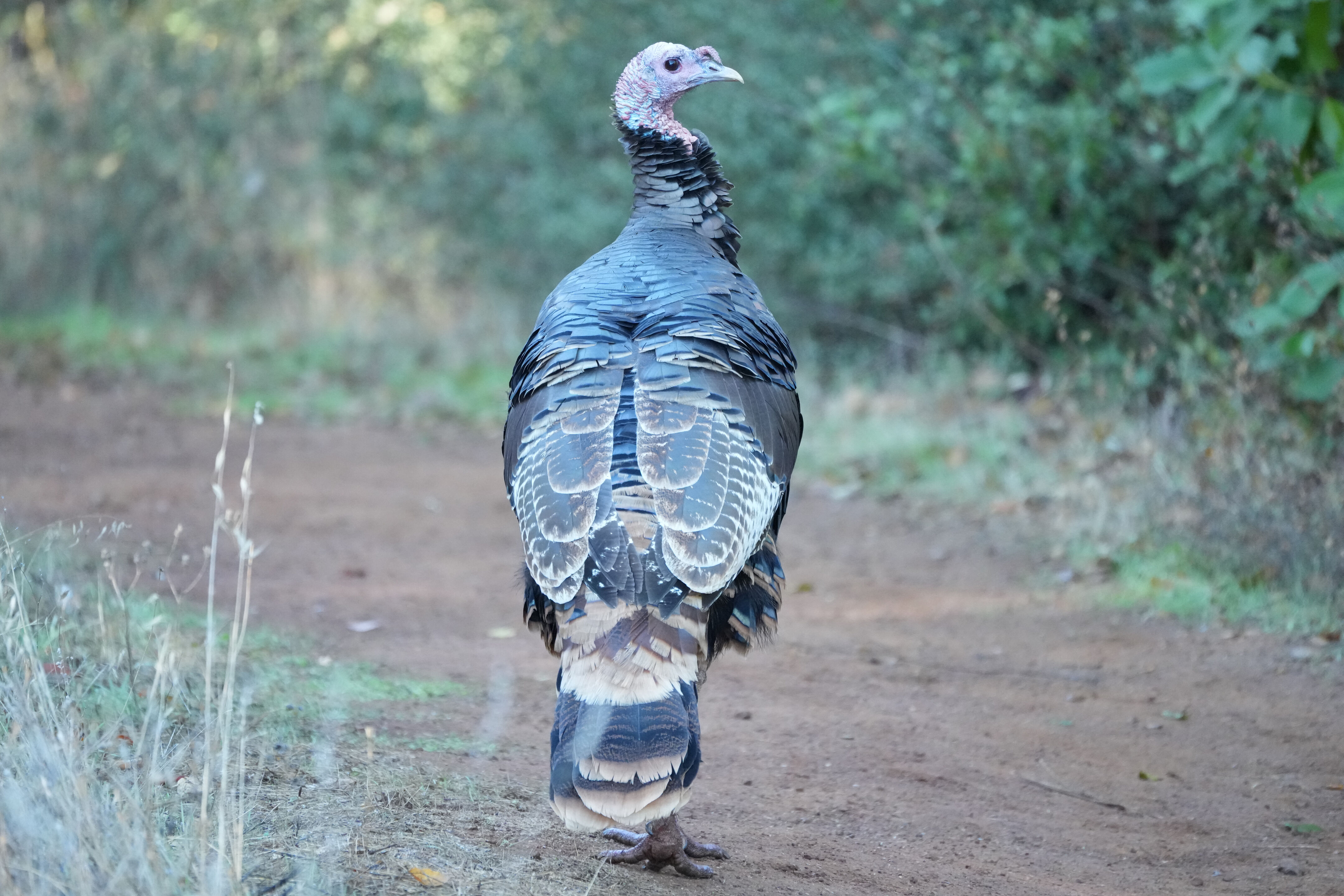 Wild Turkey