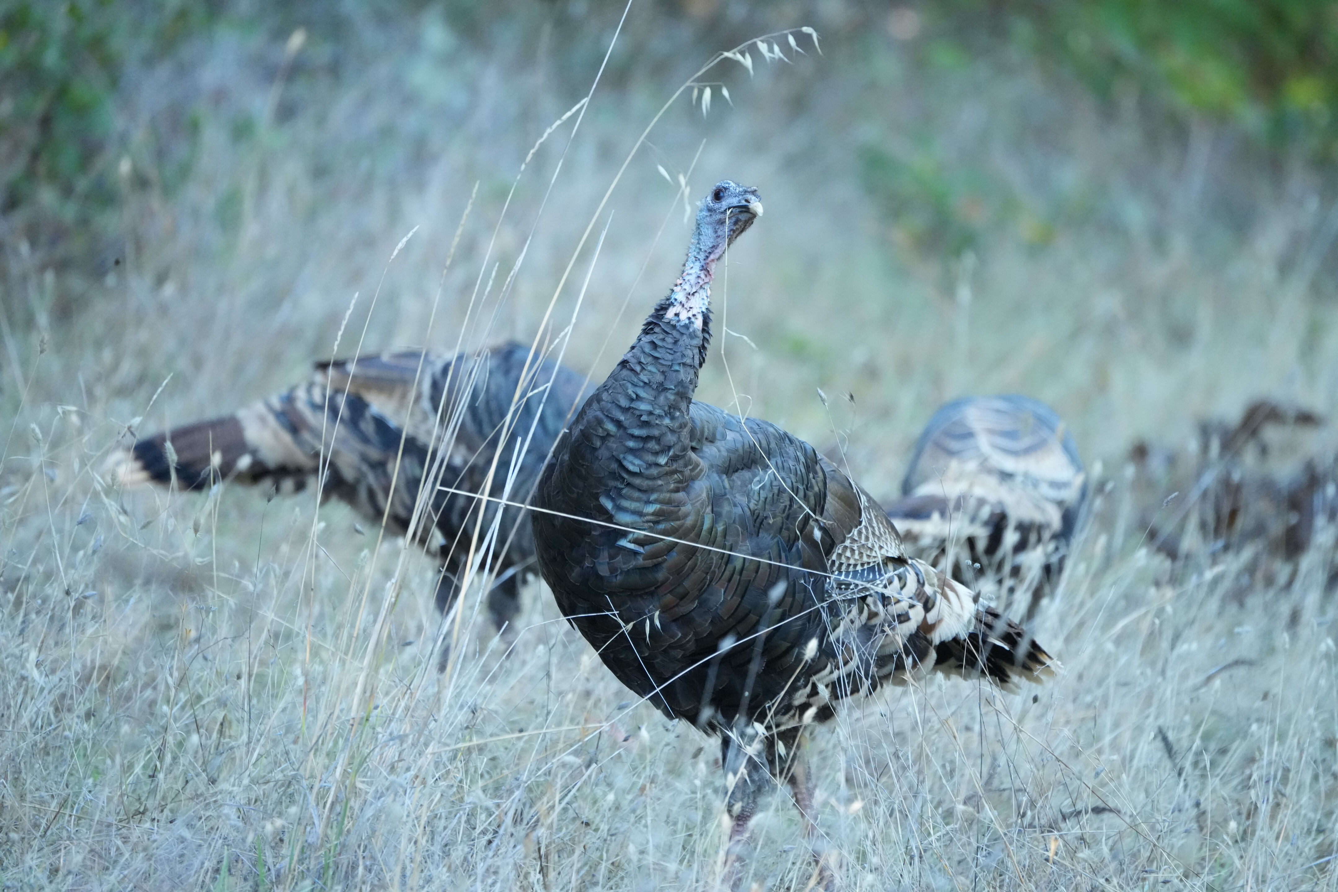 Wild Turkey