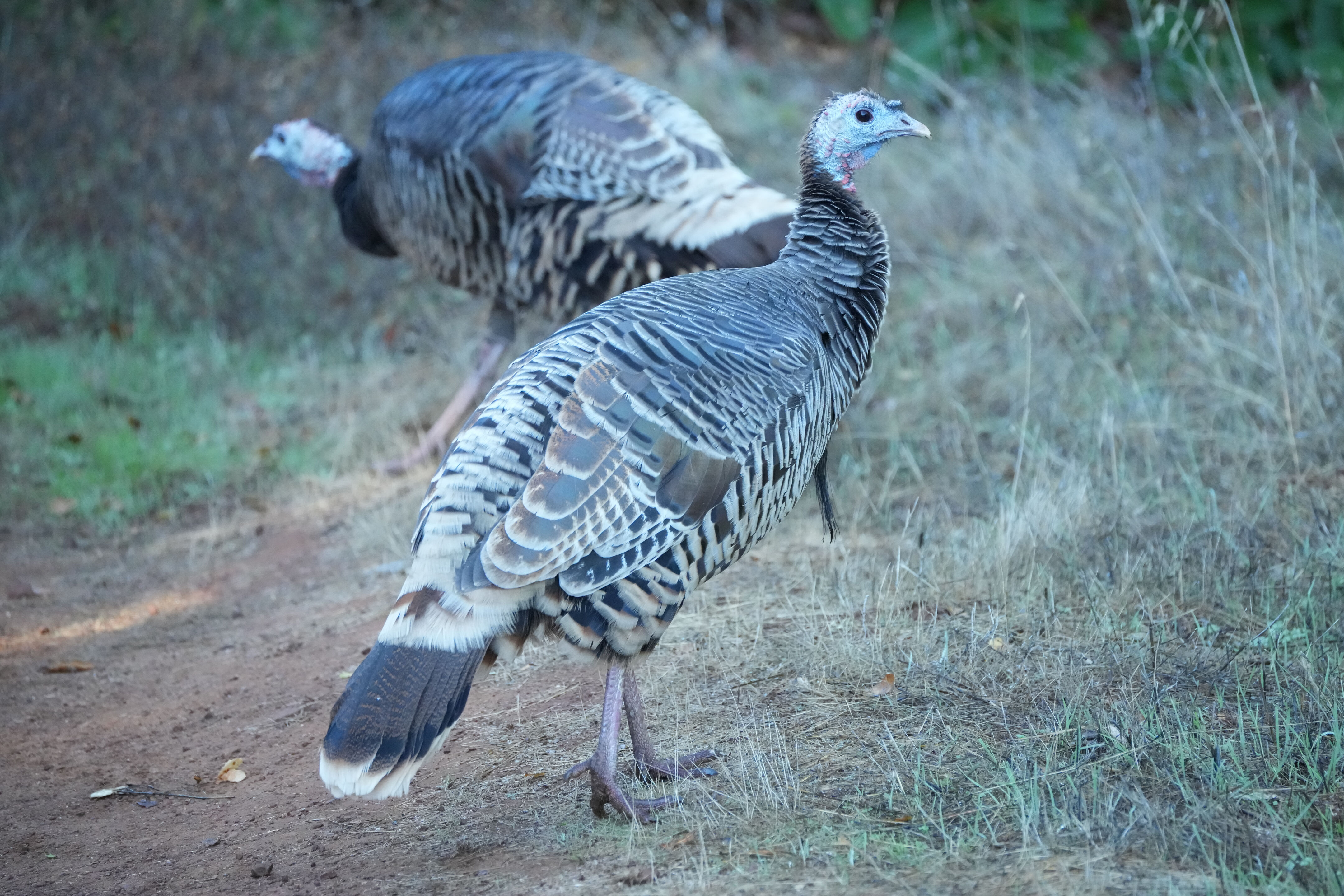 Wild Turkey