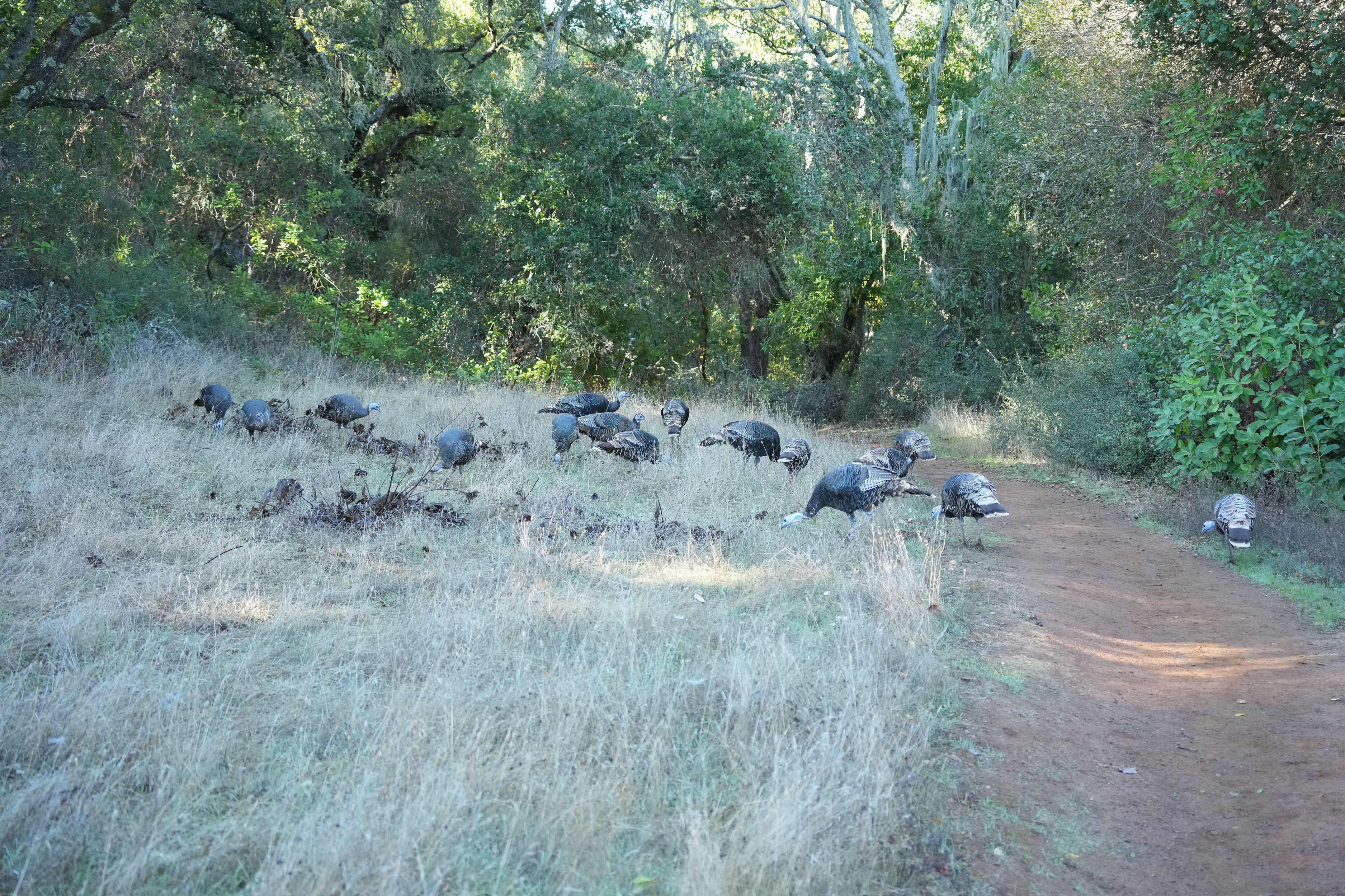 Wild Turkey