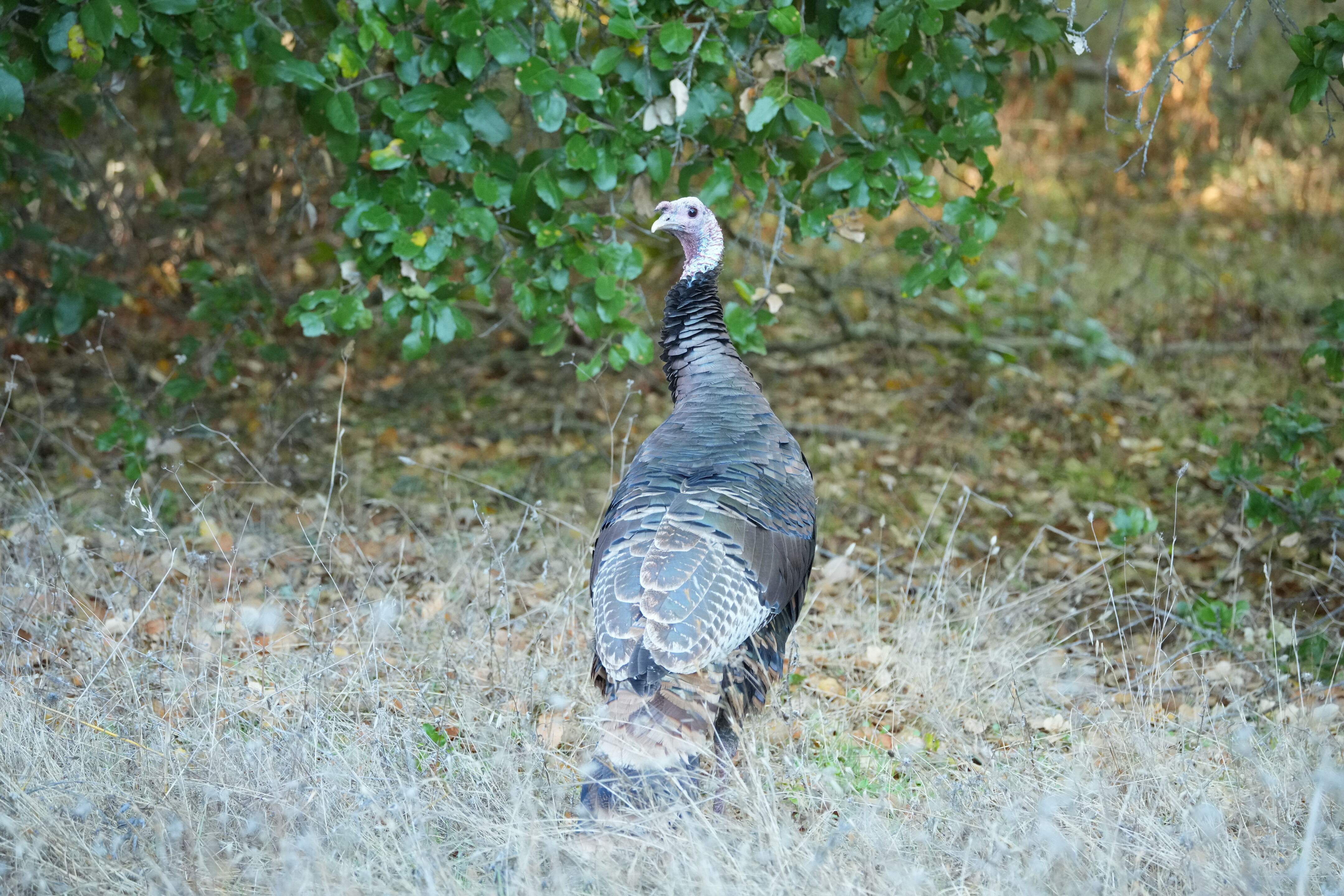 Wild Turkey