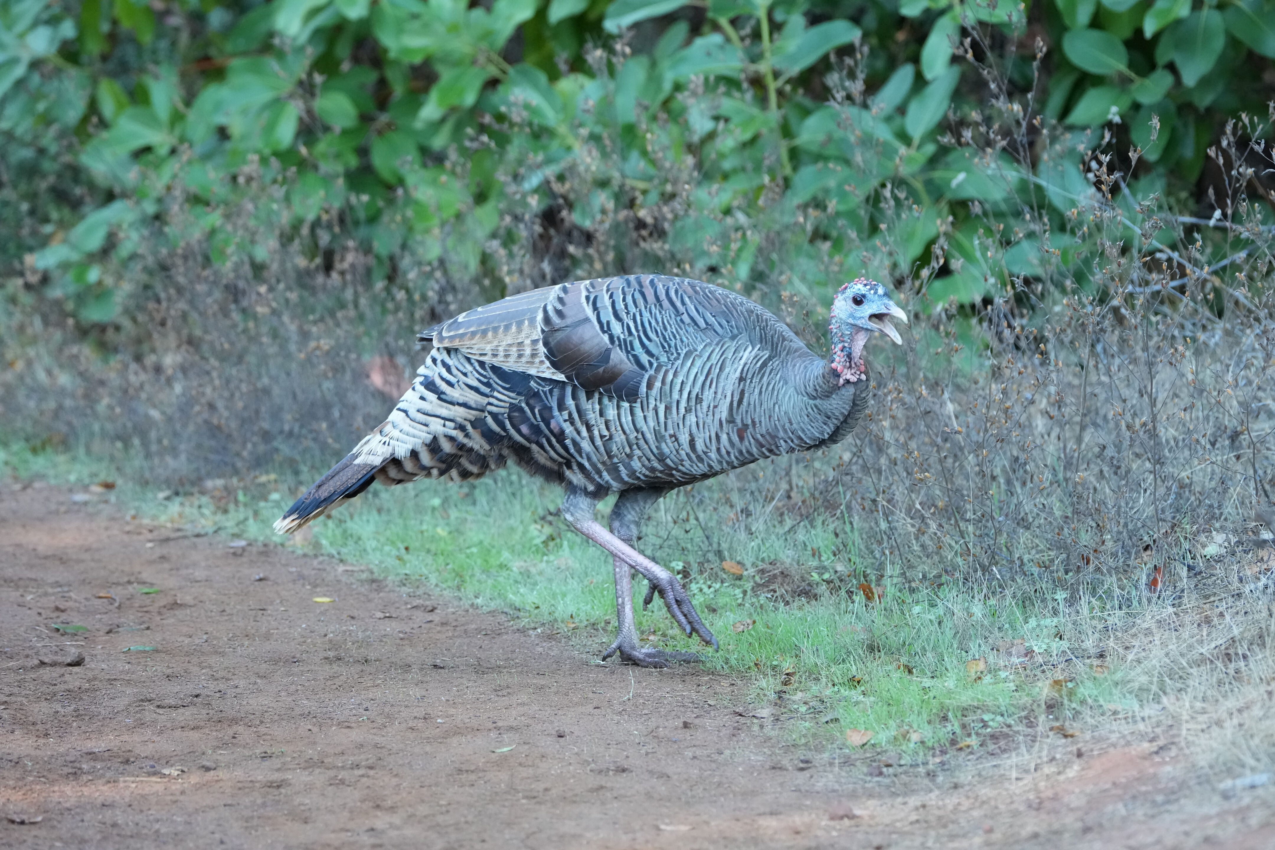 Wild Turkey