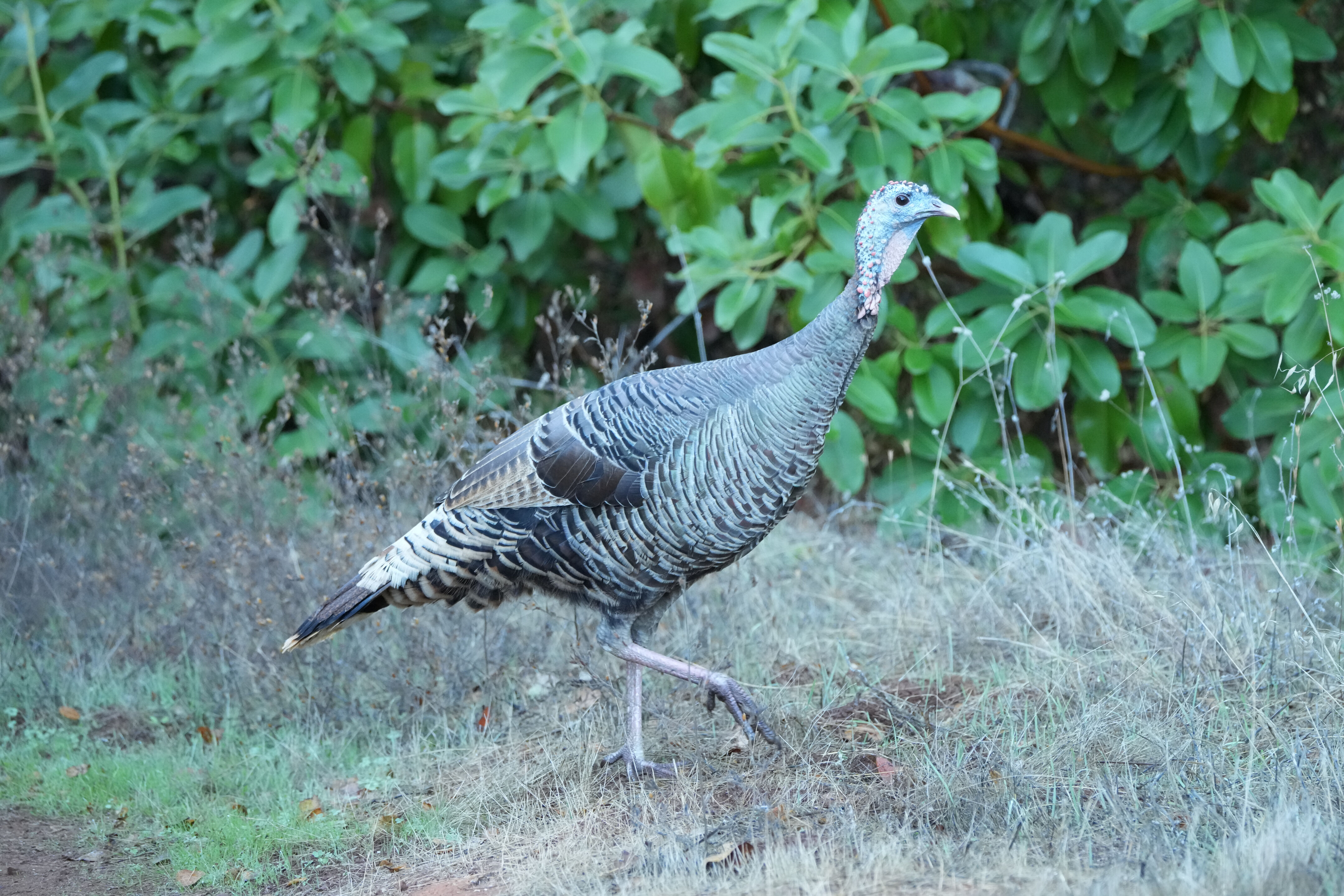 Wild Turkey