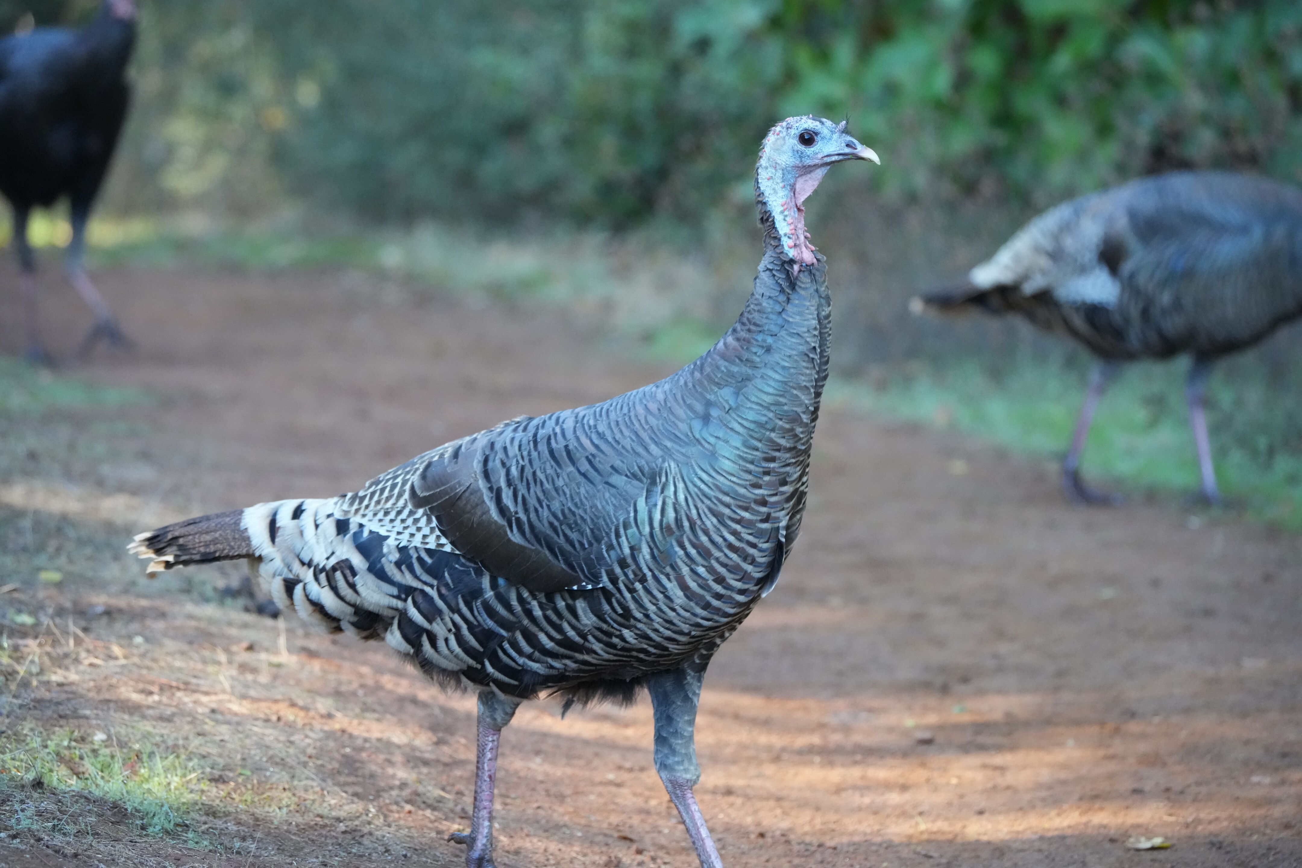 Wild Turkey